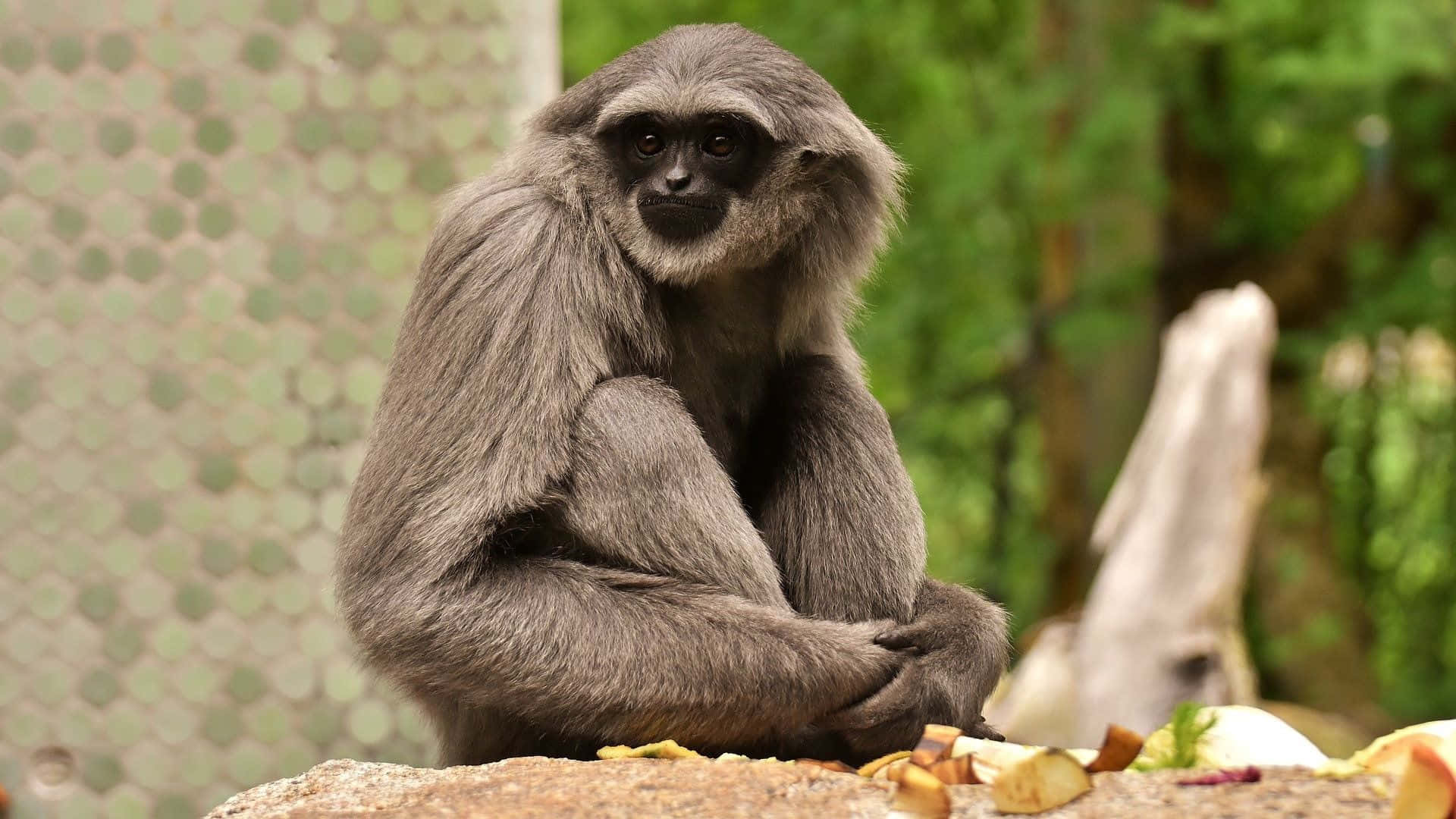 1080p Gibbon 桌布 壁紙 — 一隻灰長臂猿平靜地坐在岩石上，周圍是綠色樹葉和散落的水果。