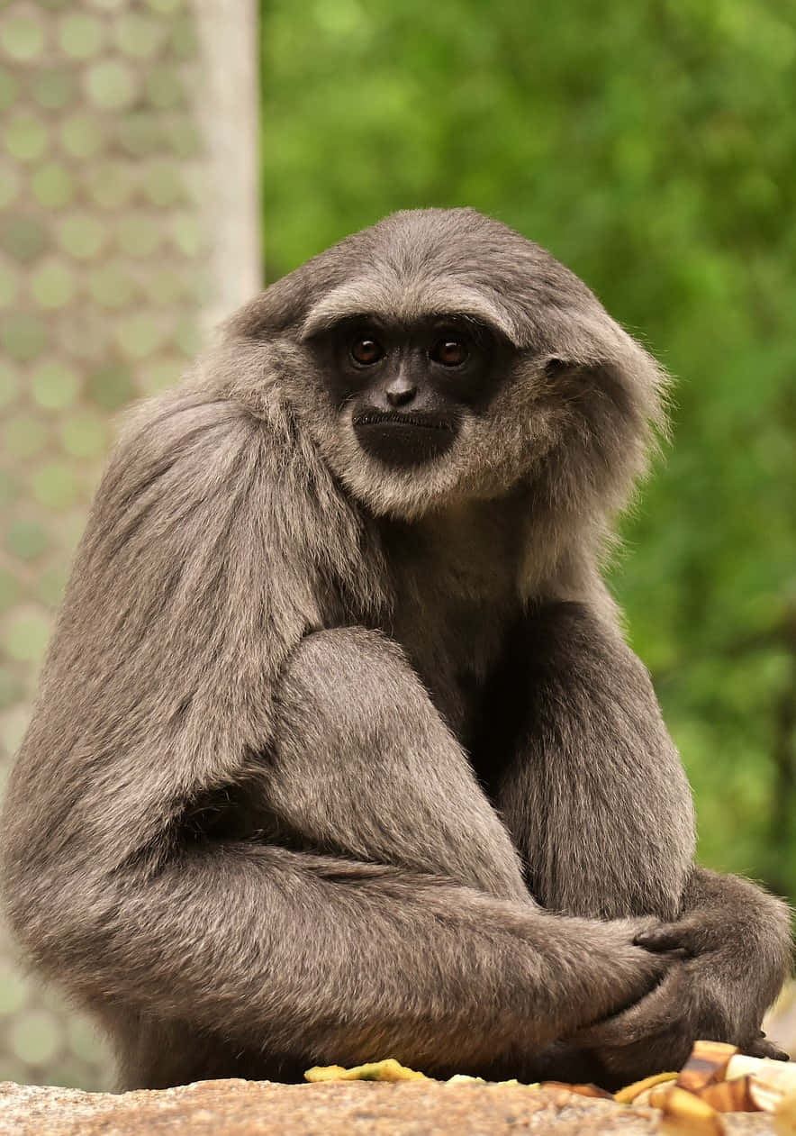 Android Gibbon 桌布 壁紙 — 一隻灰長臂猿的特寫，牠有深色的臉，靜靜地坐在被綠色樹葉包圍的石頭上。