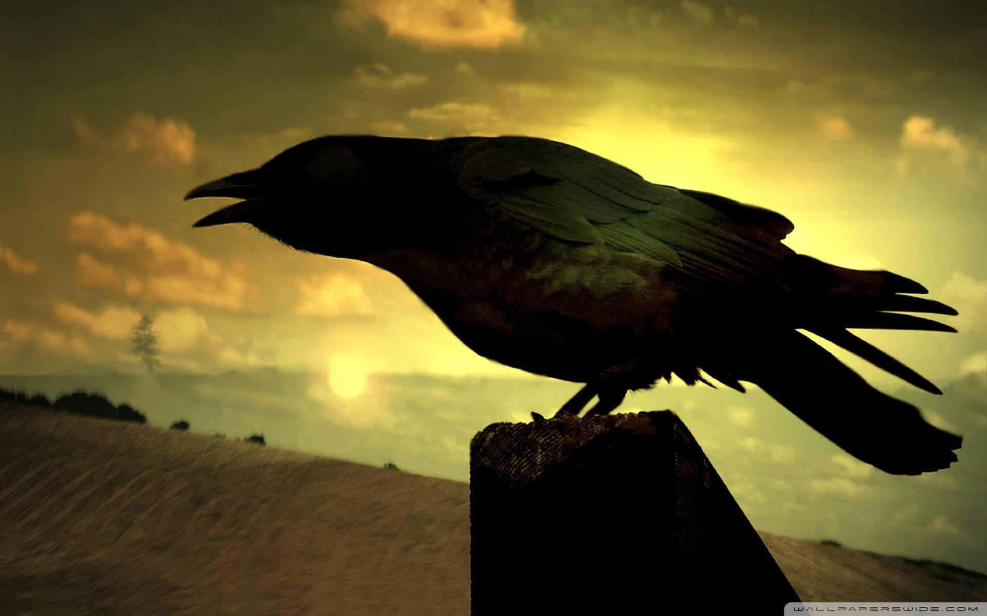 Raven 桌布 壁紙 — 一隻烏鴉在金色夕陽的映襯下形成剪影，棲息在廣闊田野中一根風化的柱子上。