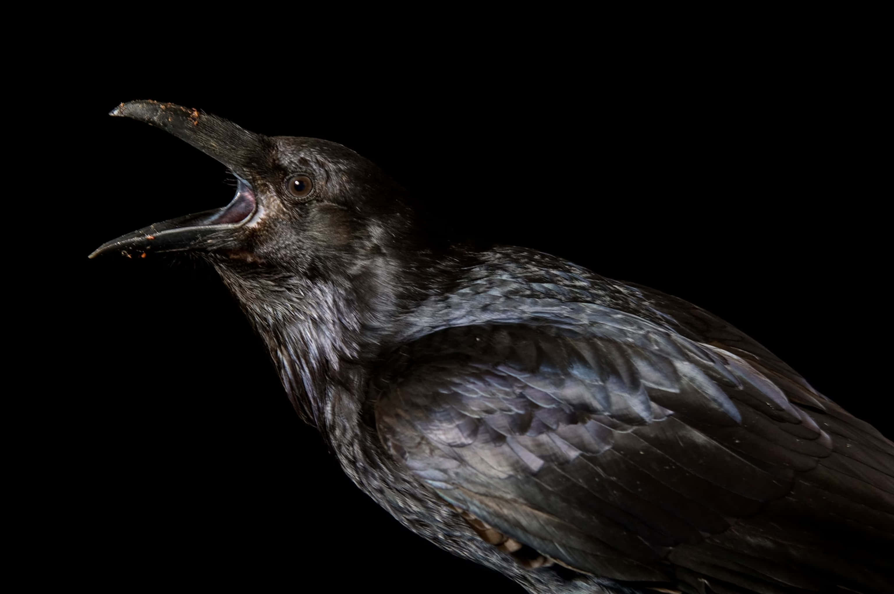 Raven 桌布 壁紙 — 一隻烏鴉張開喙的近距離特寫，背景為純黑色，展現出細緻的羽毛和銳利的眼睛。