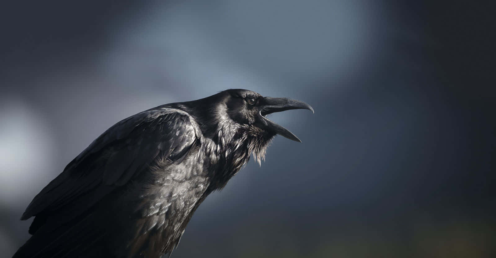 Magpies And Crows 桌布 壁紙 — 一隻烏鴉的特寫，擁有光澤的黑色羽毛和鋒利的喙，背景是模糊的深藍色。