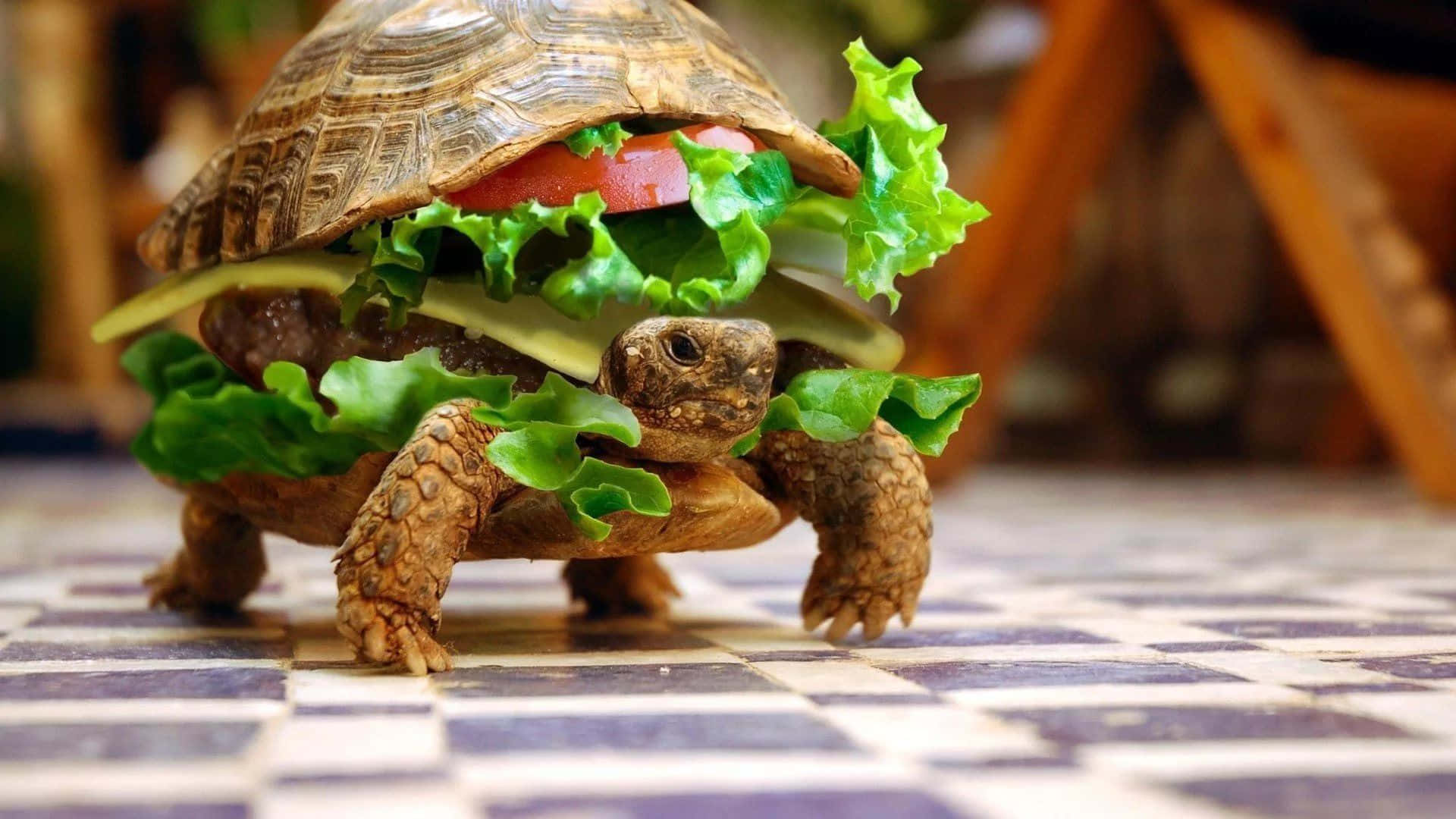 Turtle 桌布 壁紙 — 一隻烏龜創意地打扮成漢堡，有生菜、番茄和起司，在格子地板上。