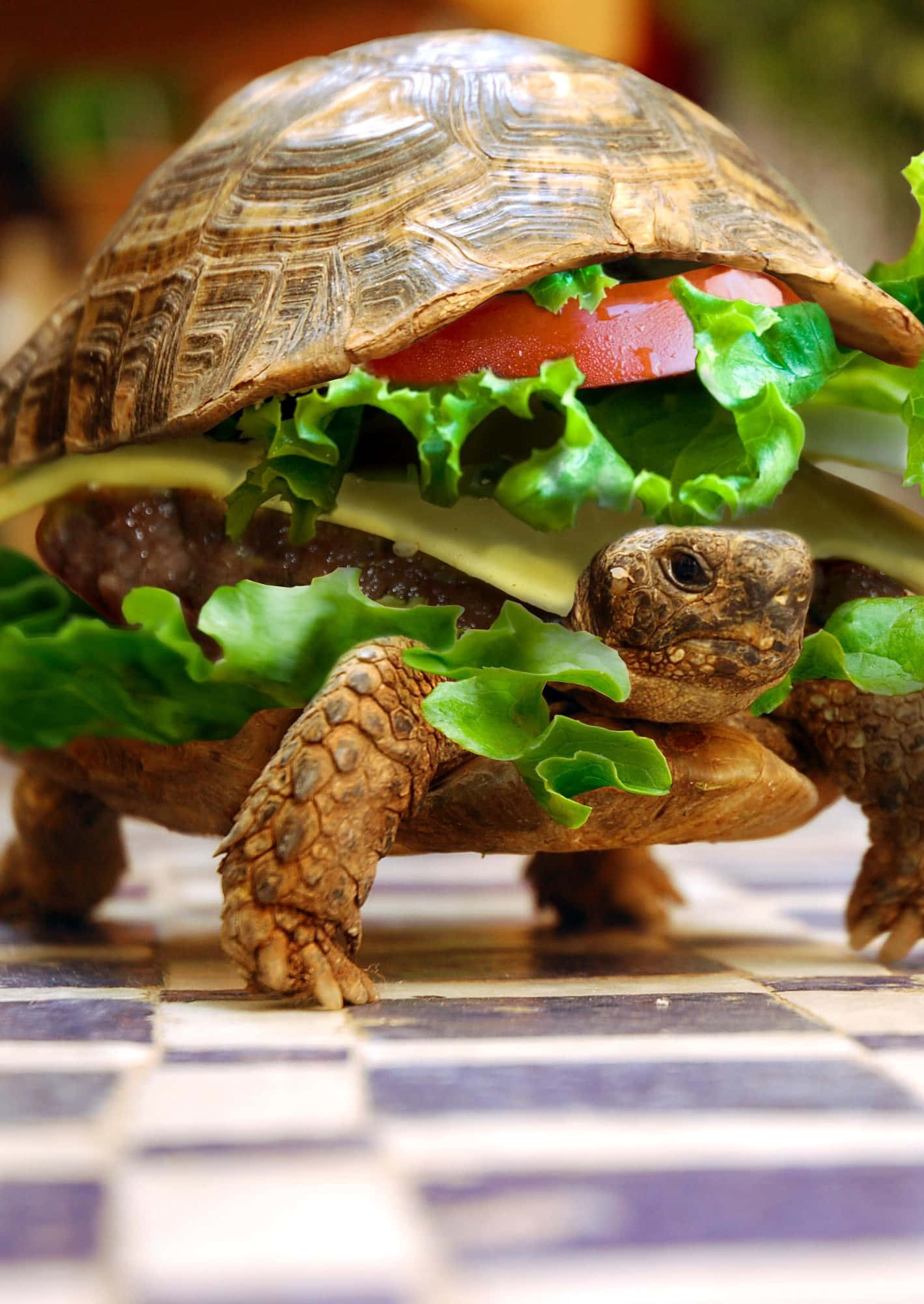 Turtle 桌布 壁紙 — 一隻烏龜創意地打扮成漢堡，有生菜、番茄和起司，在格子瓷磚地板上。