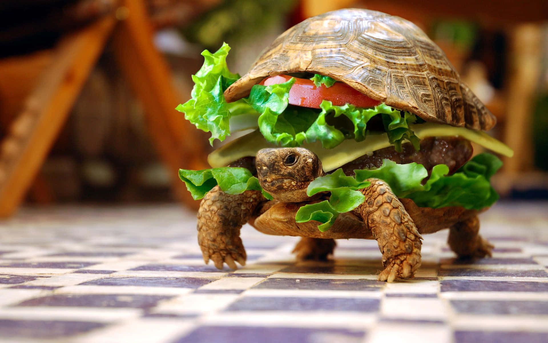 Turtle 桌布 壁紙 — 一隻烏龜創意地打扮成漢堡，有生菜、番茄和起司，在格子瓷磚地板上。