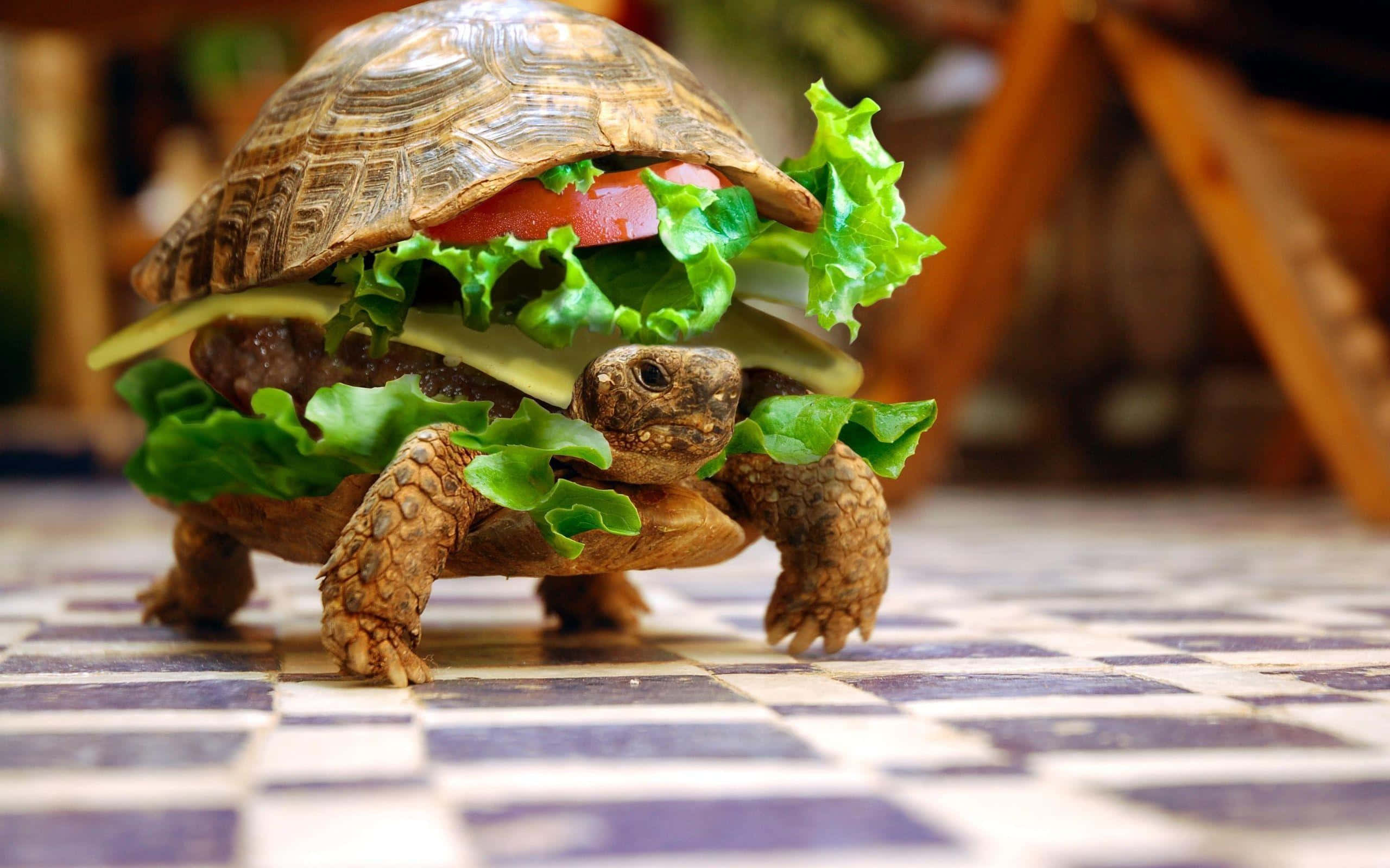 tortoise 桌布 壁紙 — 一隻烏龜創意地打扮成漢堡，配以生菜、番茄和起司，在格子地板上。