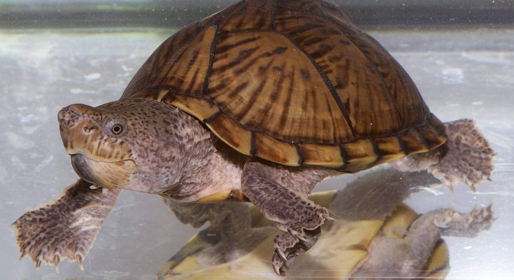 Aquarium 桌布 壁紙 — 一隻烏龜在水下游泳的特寫照片，有圖案的棕色龜殼和有蹼的腳。