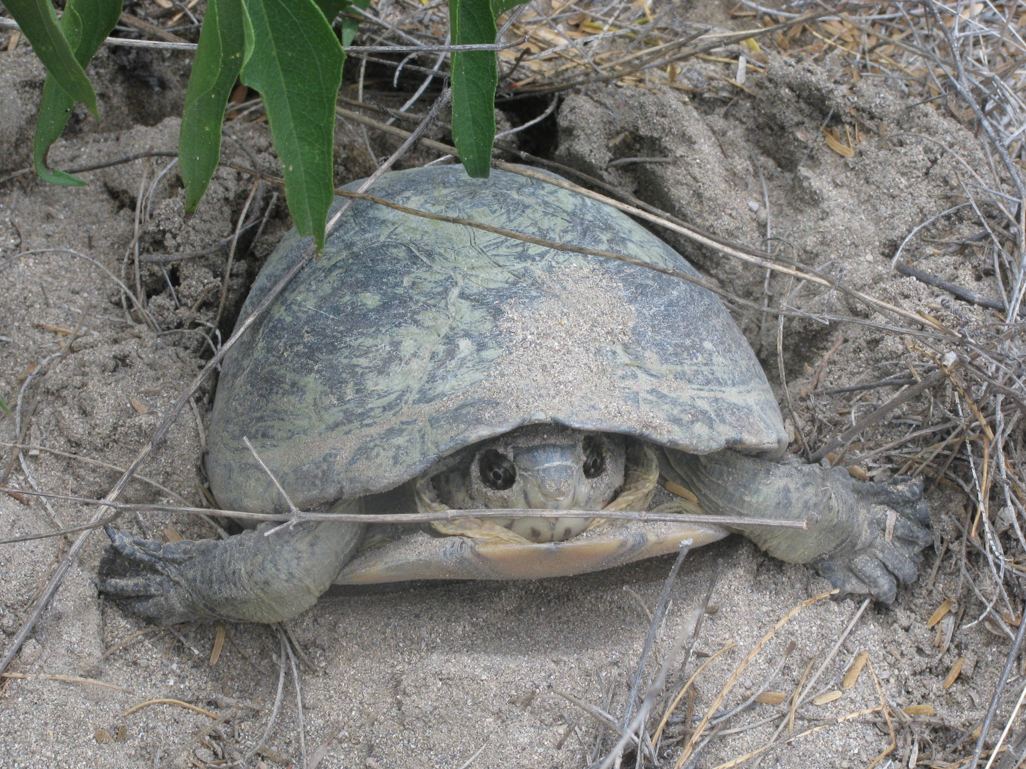 Turtle 桌布 壁紙 — 一隻烏龜從沙地中探出頭來，周圍是乾草和綠葉。