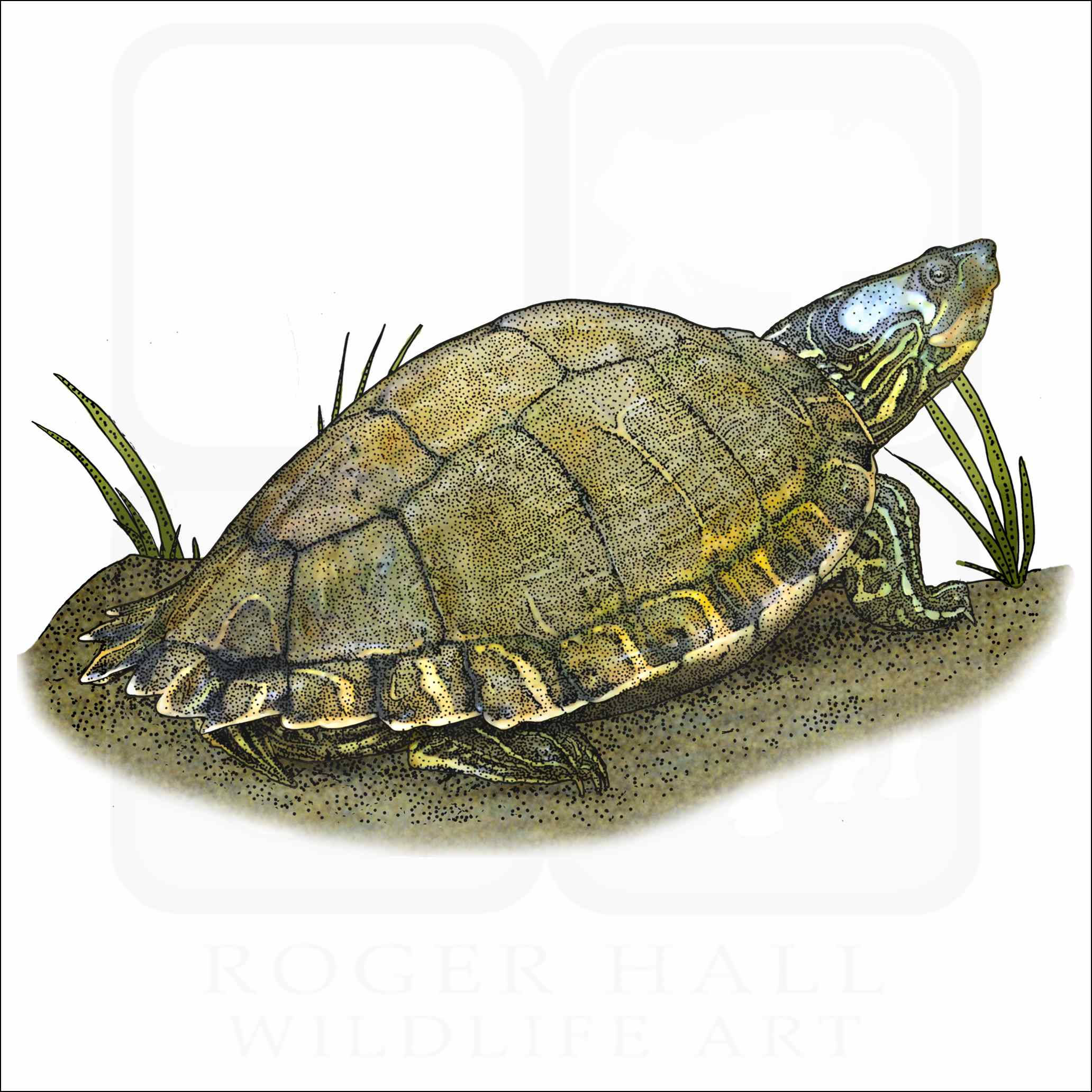Turtle 桌布 壁紙 — 一隻烏龜的詳細插圖，龜殼有圖案，頭部和四肢有綠色標記，在沙地上休息，附近有草葉。
