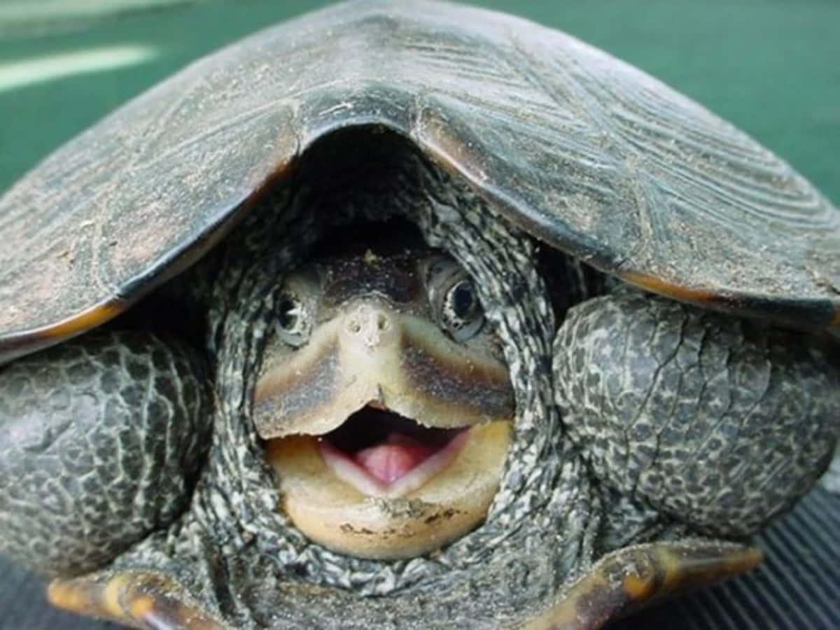 Turtle 桌布 壁紙 — 一隻烏龜的近距離特寫，嘴巴張開，露出粉紅色的舌頭和好奇的眼睛。
