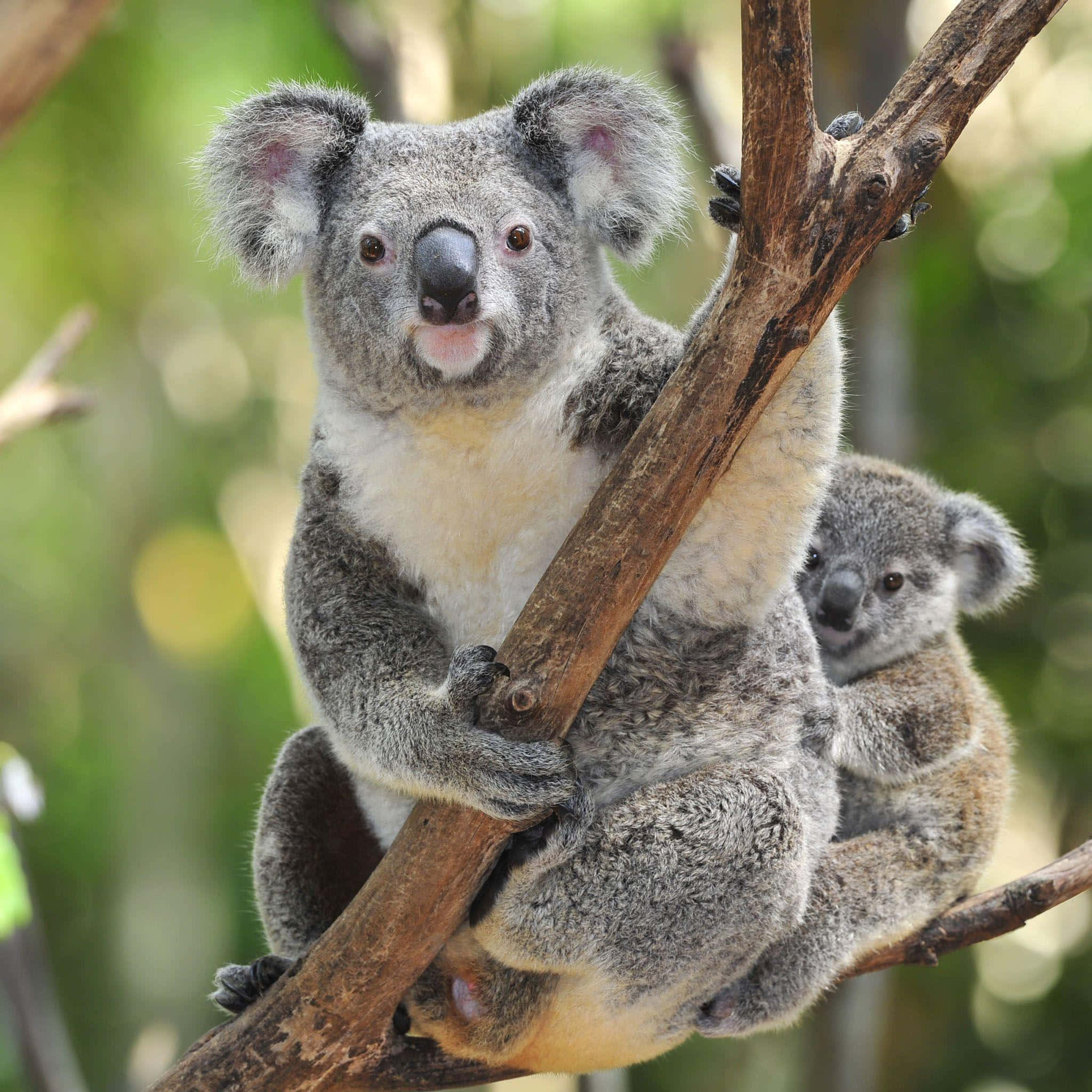 Koala Bear 桌布 壁紙 — 一隻無尾熊媽媽和她的寶寶緊抓著樹枝，身處陽光普照的森林，背景柔和散景。
