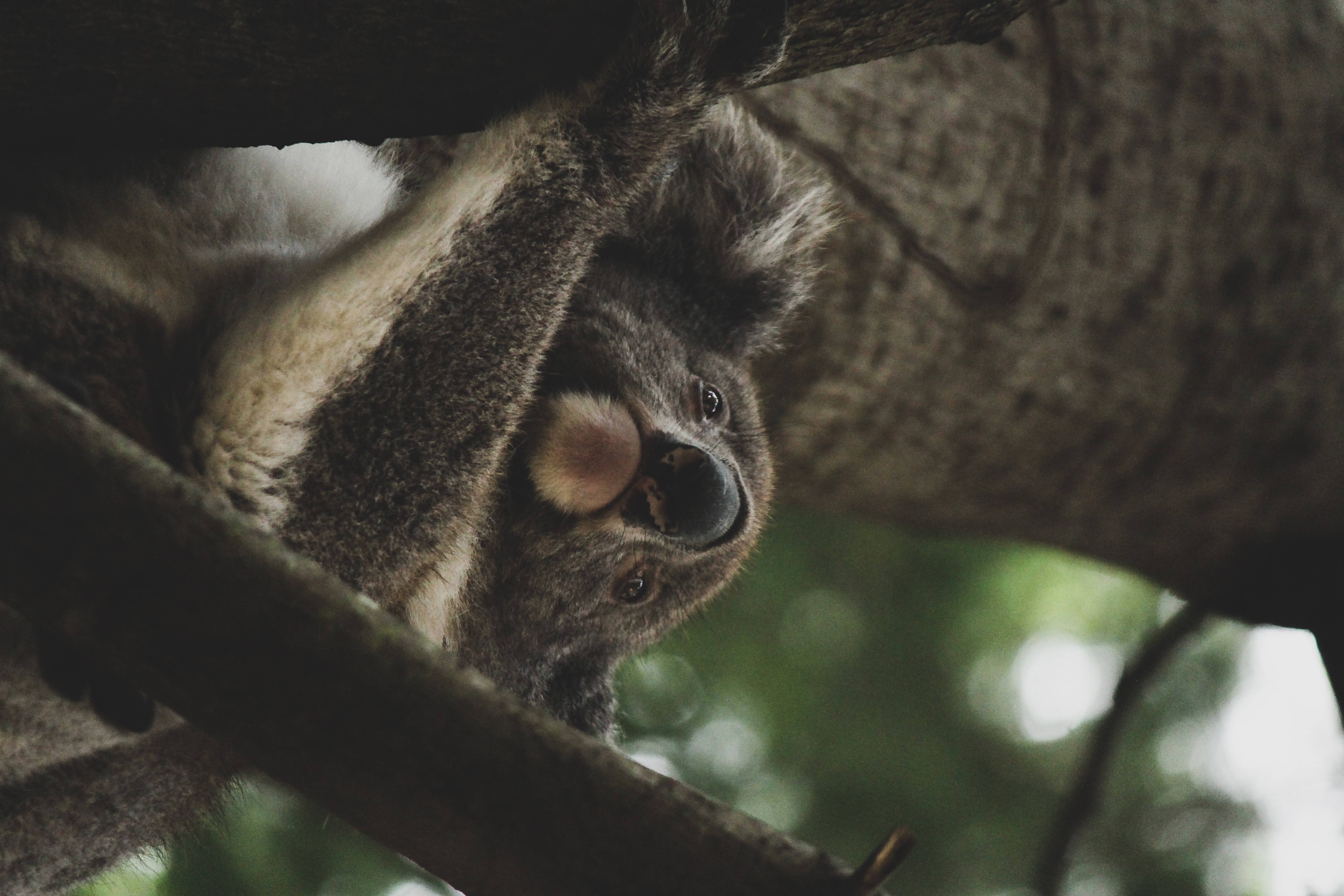 Koala 桌布 壁紙 — 一隻無尾熊用柔軟的灰色毛皮和好奇的眼睛向下凝視，緊抓著樹枝，身處茂密的綠色森林中。
