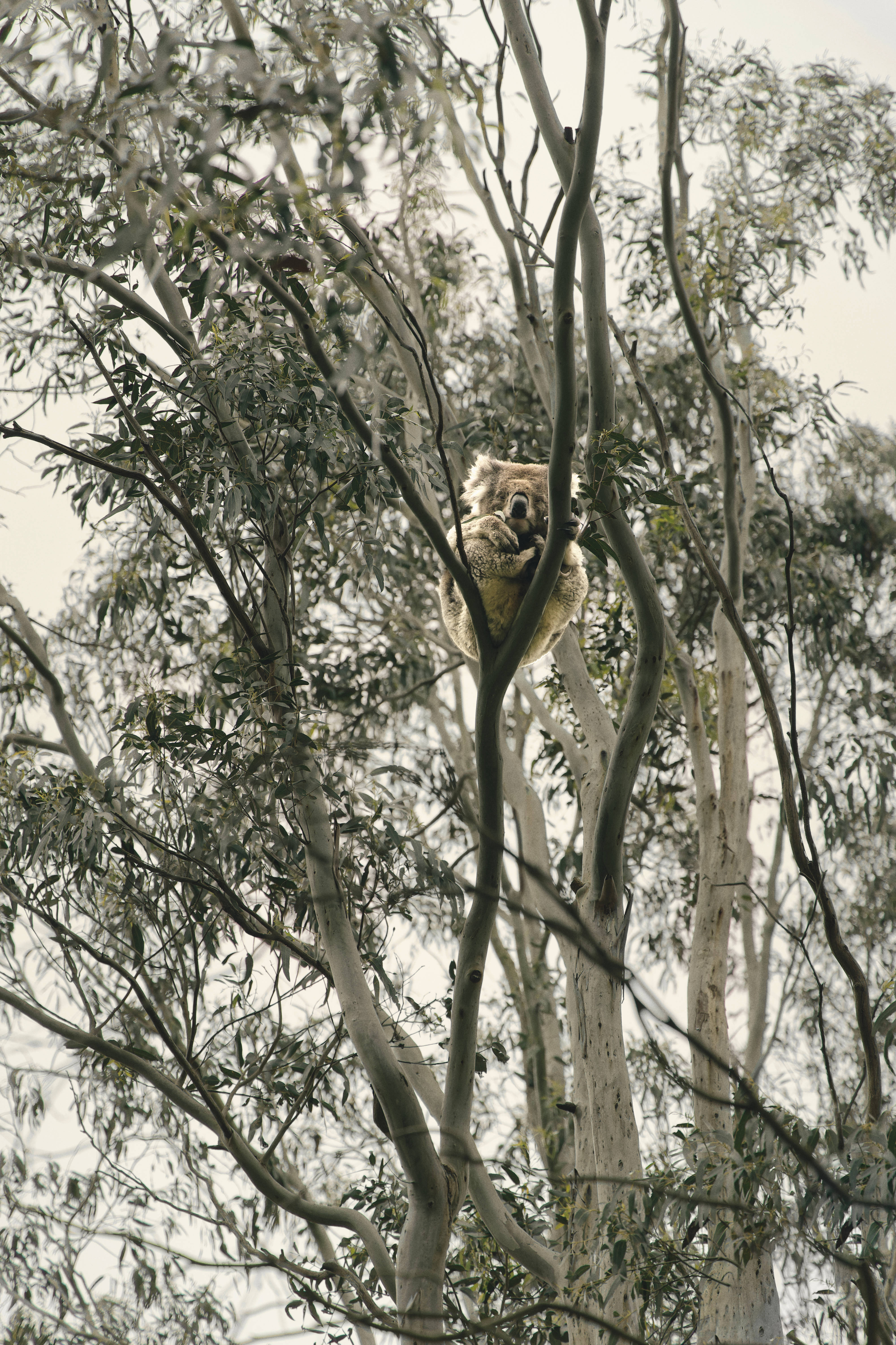 Koala 桌布 壁紙 — 一隻無尾熊緊抓著尤加利樹枝，置身於由綠葉和淺色樹皮組成的茂密樹冠中。