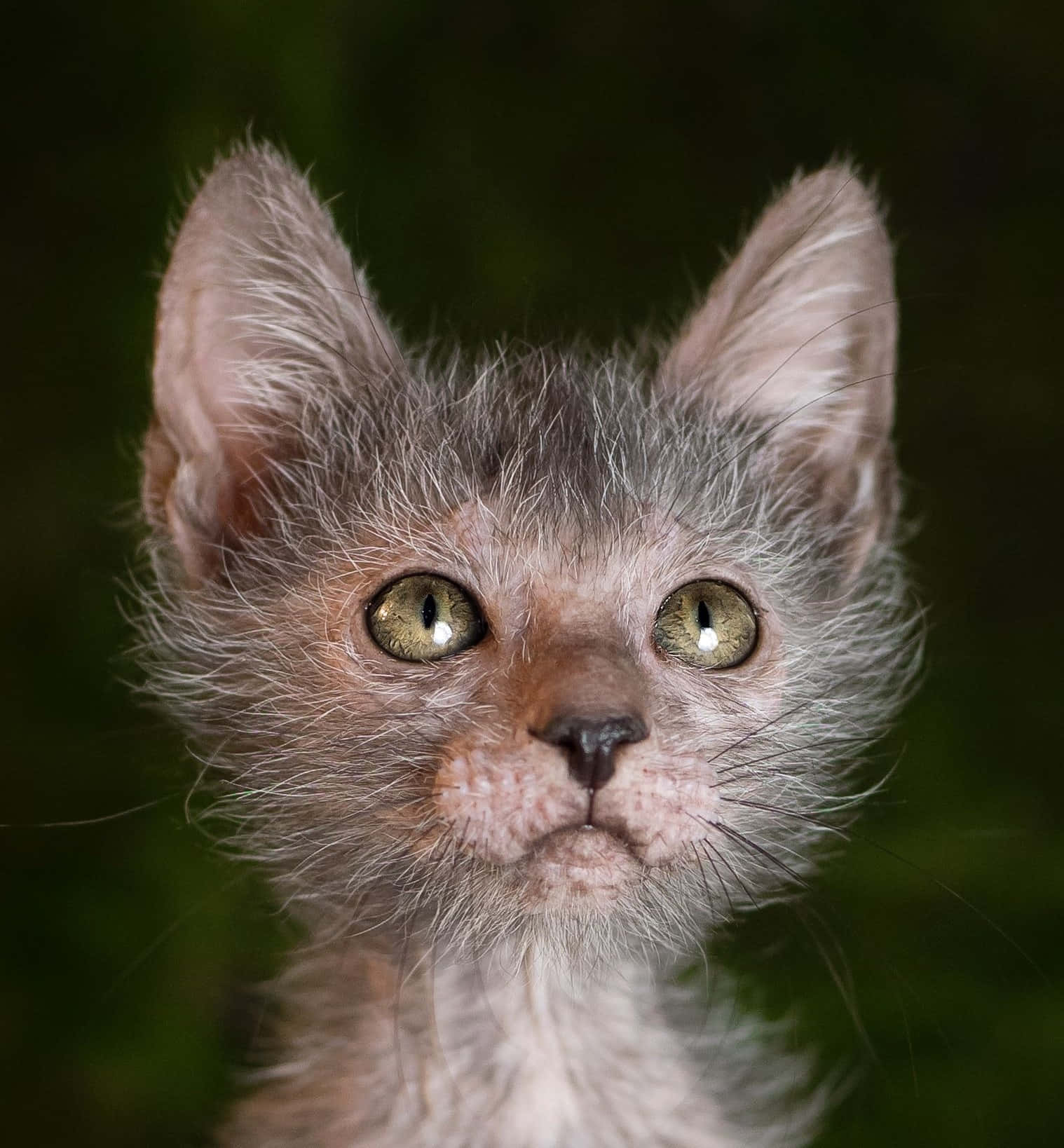 Lykoi 桌布 壁紙 — 一隻無毛小貓的特寫，擁有綠色大眼睛和稀疏灰色毛髮，背景為深綠色模糊效果。