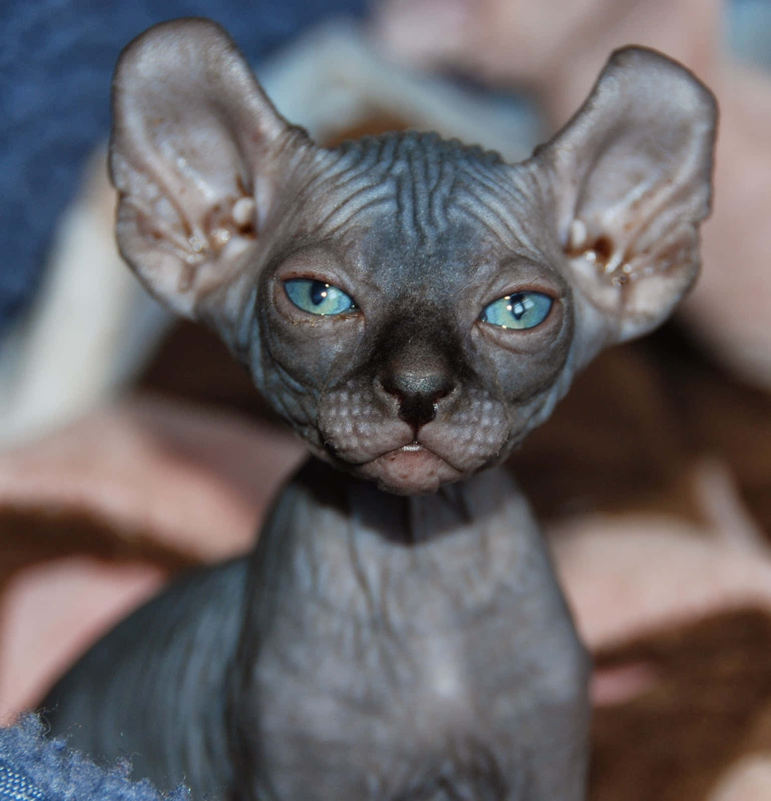 Elf Cat 桌布 壁紙 — 一隻無毛斯芬克斯貓的特寫，擁有引人注目的藍色眼睛和皺紋灰色皮膚，直視鏡頭。