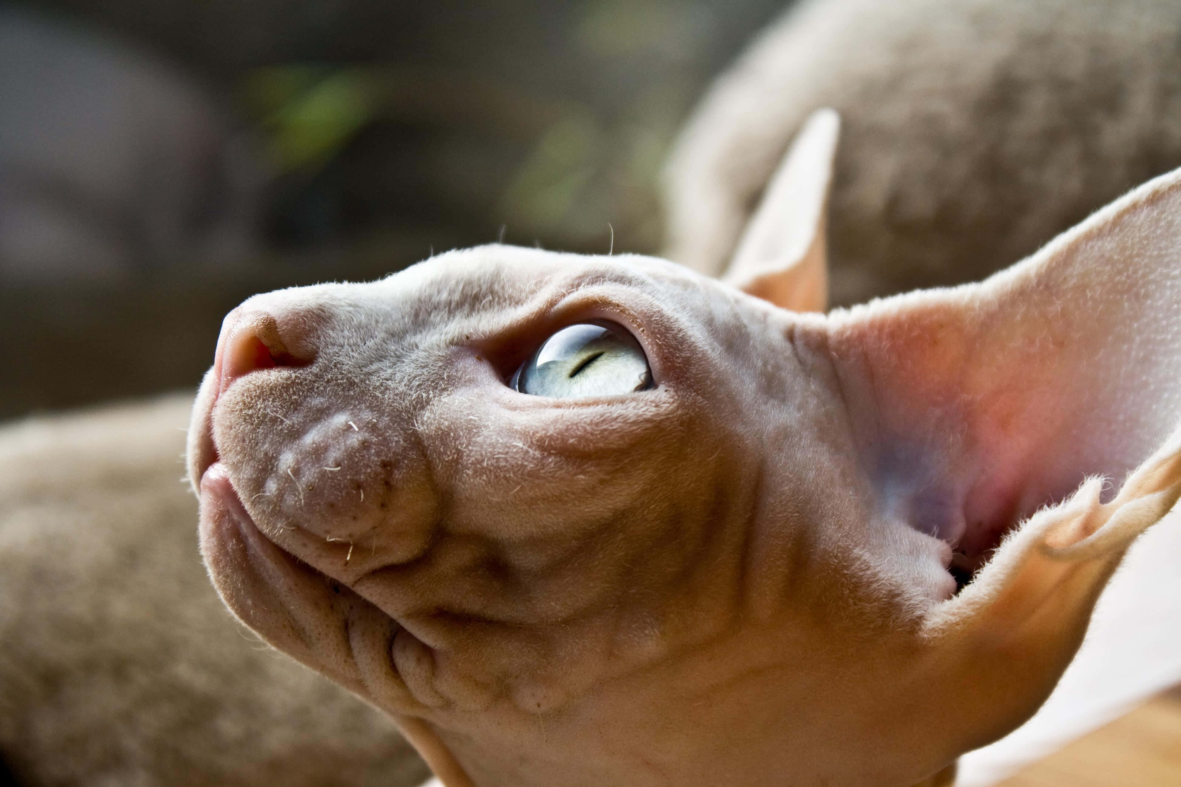 Sphynx 桌布 壁紙 — 一隻無毛斯芬克斯貓的特寫，有大耳朵和引人注目的綠色眼睛向上凝視。