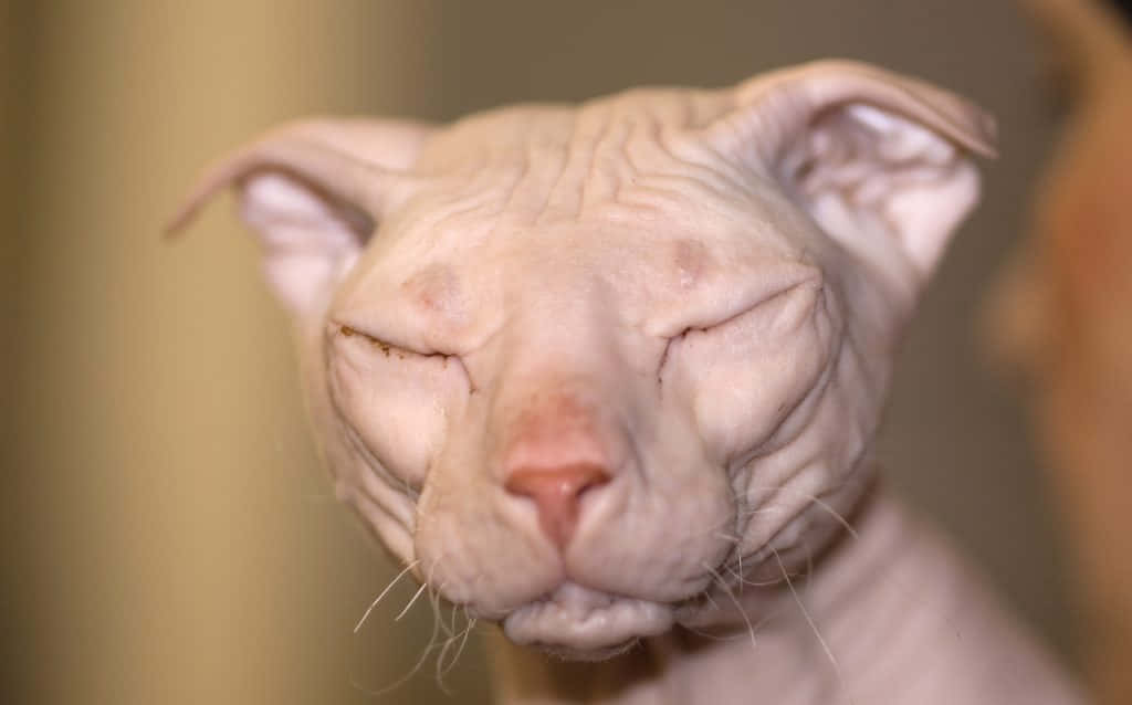 Ukrainian Levkoy 桌布 壁紙 — 一隻無毛斯芬克斯貓的特寫，閉著眼睛，粉紅色皮膚有皺紋，看起來平靜而滿足。