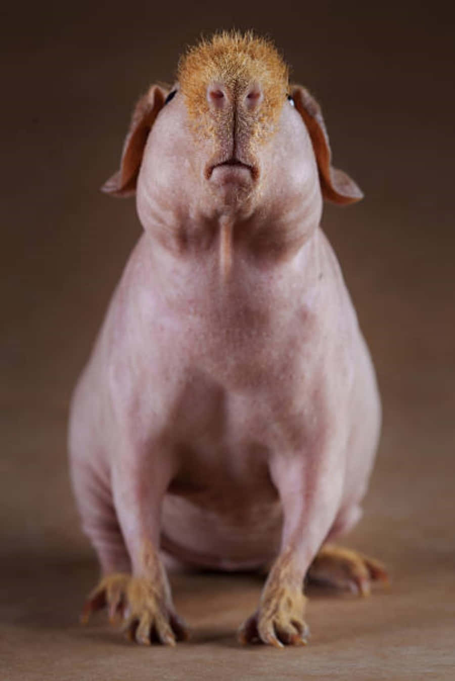 Rat 桌布 壁紙 — 一隻無毛狗，額頭上有一撮金色毛髮，直立在柔和的棕色背景前。