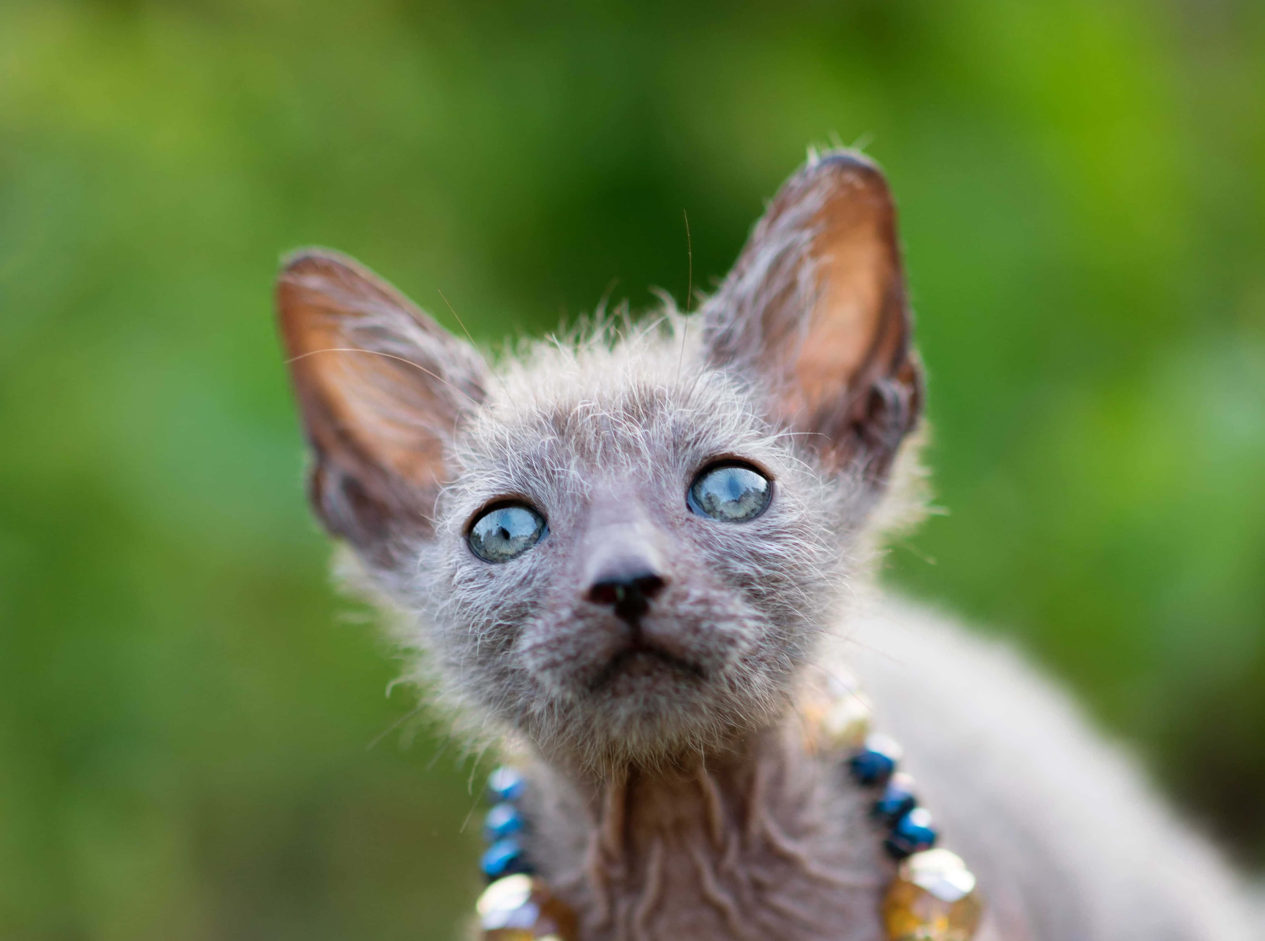 Lykoi 桌布 壁紙 — 一隻無毛的斯芬克斯小貓，擁有引人注目的藍色眼睛和珠珠項圈，在柔和的綠色模糊背景下向上凝視。