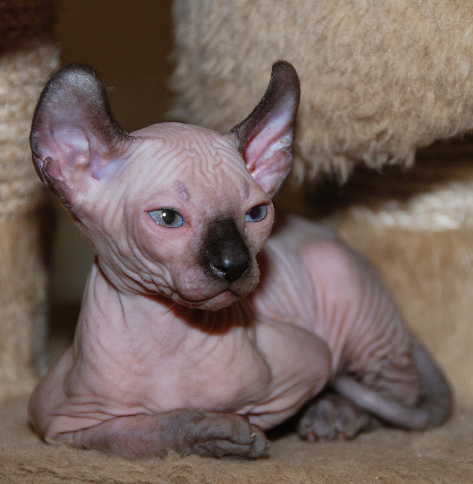 Elf Cat 桌布 壁紙 — 一隻無毛的斯芬克斯小貓，有大耳朵和藍色眼睛，在柔軟的米色表面上休息。