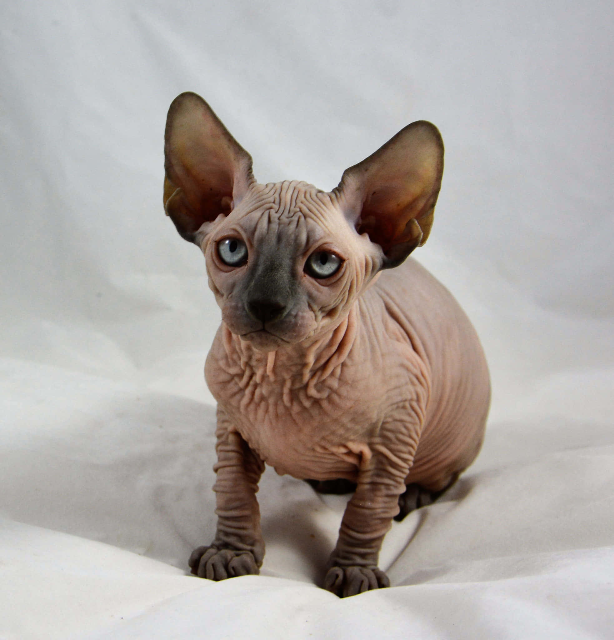 Canadian Sphynx 桌布 壁紙 — 一隻無毛的斯芬克斯小貓，有大耳朵和藍色眼睛，警覺地坐在白色布料背景上。