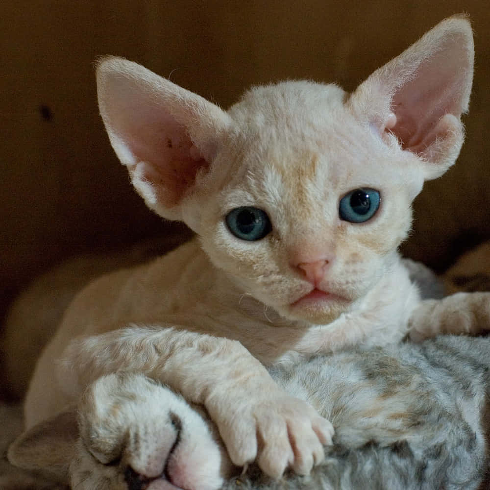 Devon Rex 桌布 壁紙 — 一隻無毛的斯芬克斯小貓，有著大大的藍眼睛和粉紅色的耳朵，輕輕地躺在一隻灰色虎斑貓身上。