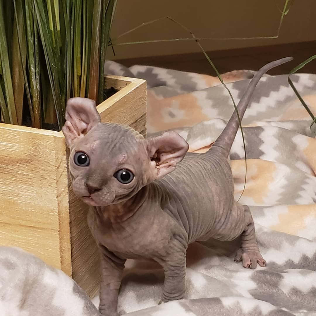 Elf Cat 桌布 壁紙 — 一隻無毛的斯芬克斯小貓，有著大大的深色眼睛，警覺地站在有圖案的毯子上，旁邊是一個種著綠色植物的木製花盆。