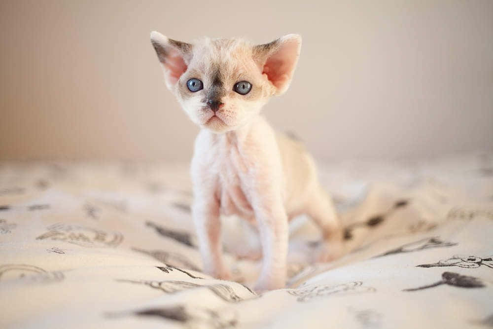 Devon Rex 桌布 壁紙 — 一隻無毛的斯芬克斯小貓，有著大大的藍色眼睛和粉紅色耳朵，警覺地站在有圖案的床罩上。