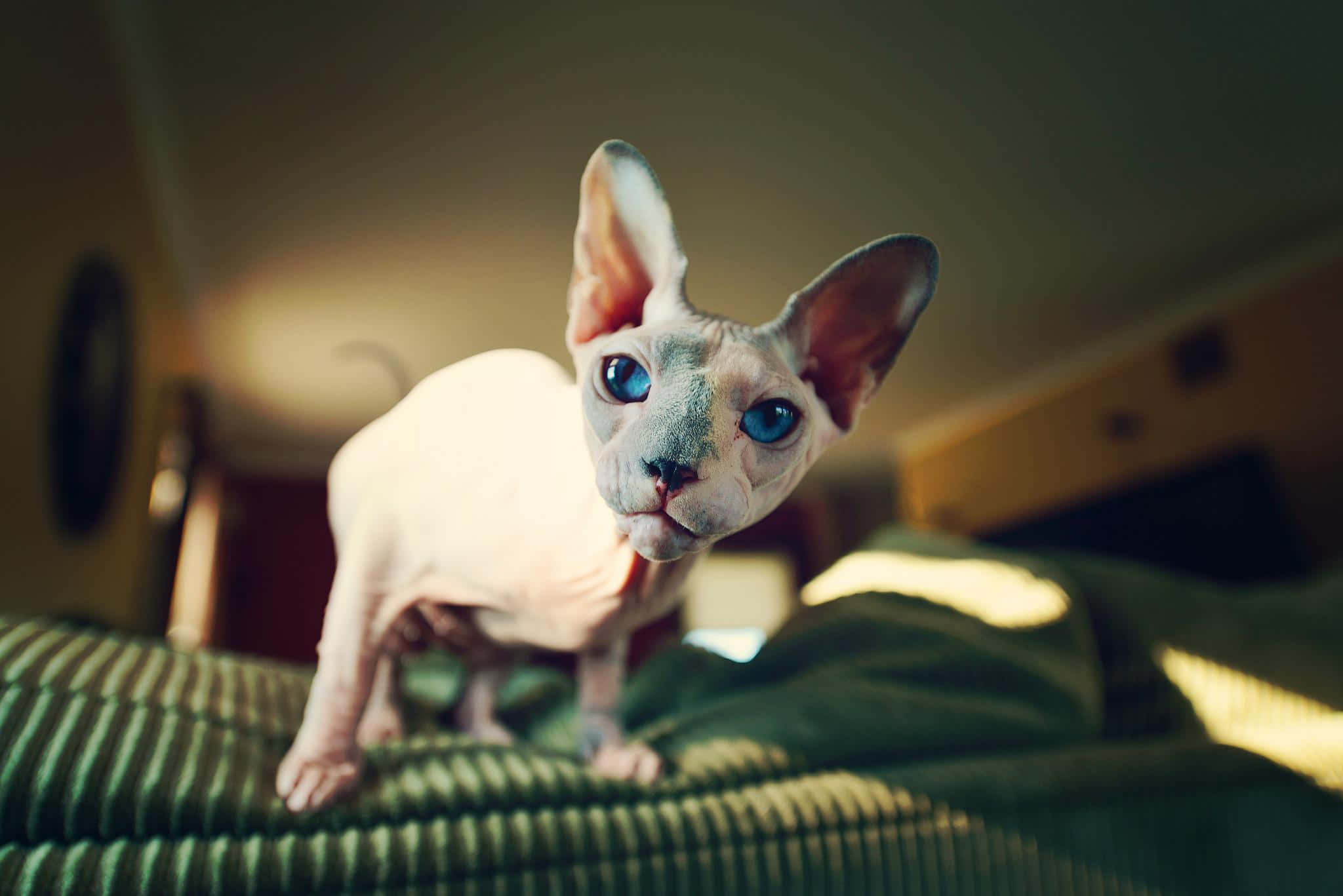 Sphynx 桌布 壁紙 — 一隻無毛的斯芬克斯貓，擁有引人注目的藍色眼睛，在溫暖照明的房間裡，警覺地站在綠色條紋沙發上。