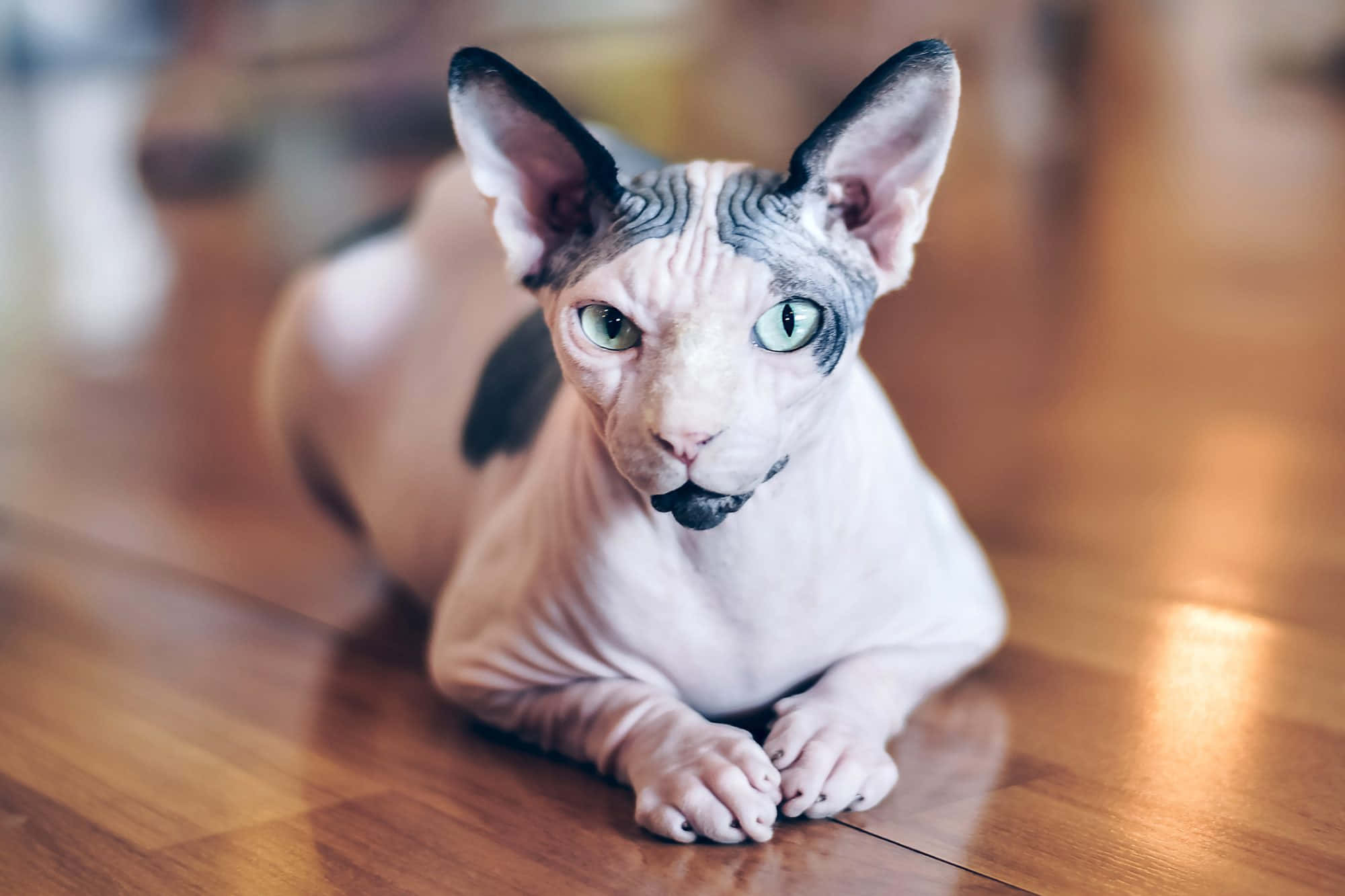 Canadian Sphynx 桌布 壁紙 — 一隻無毛的斯芬克斯貓，擁有引人注目的綠色眼睛，警覺地躺在溫暖的木地板上休息。
