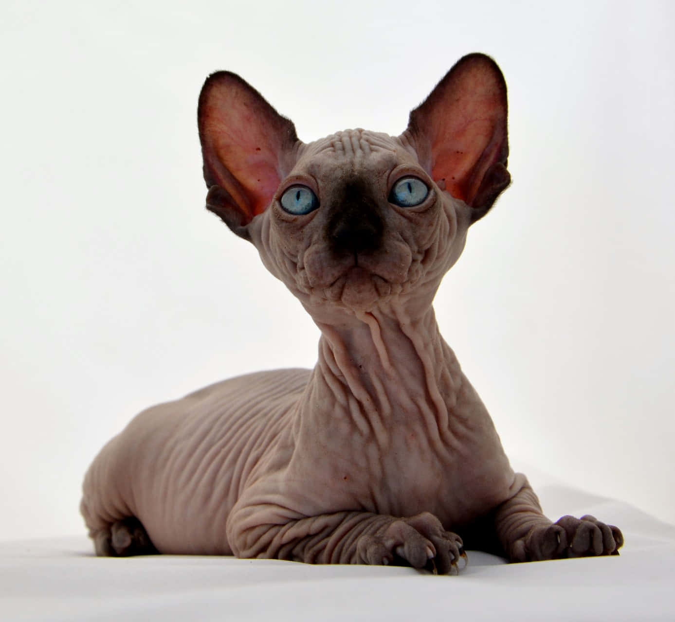 Canadian Sphynx 桌布 壁紙 — 一隻無毛的斯芬克斯貓，擁有引人注目的藍色眼睛和皺褶的粉紅色皮膚，平靜地躺在純白色背景上。