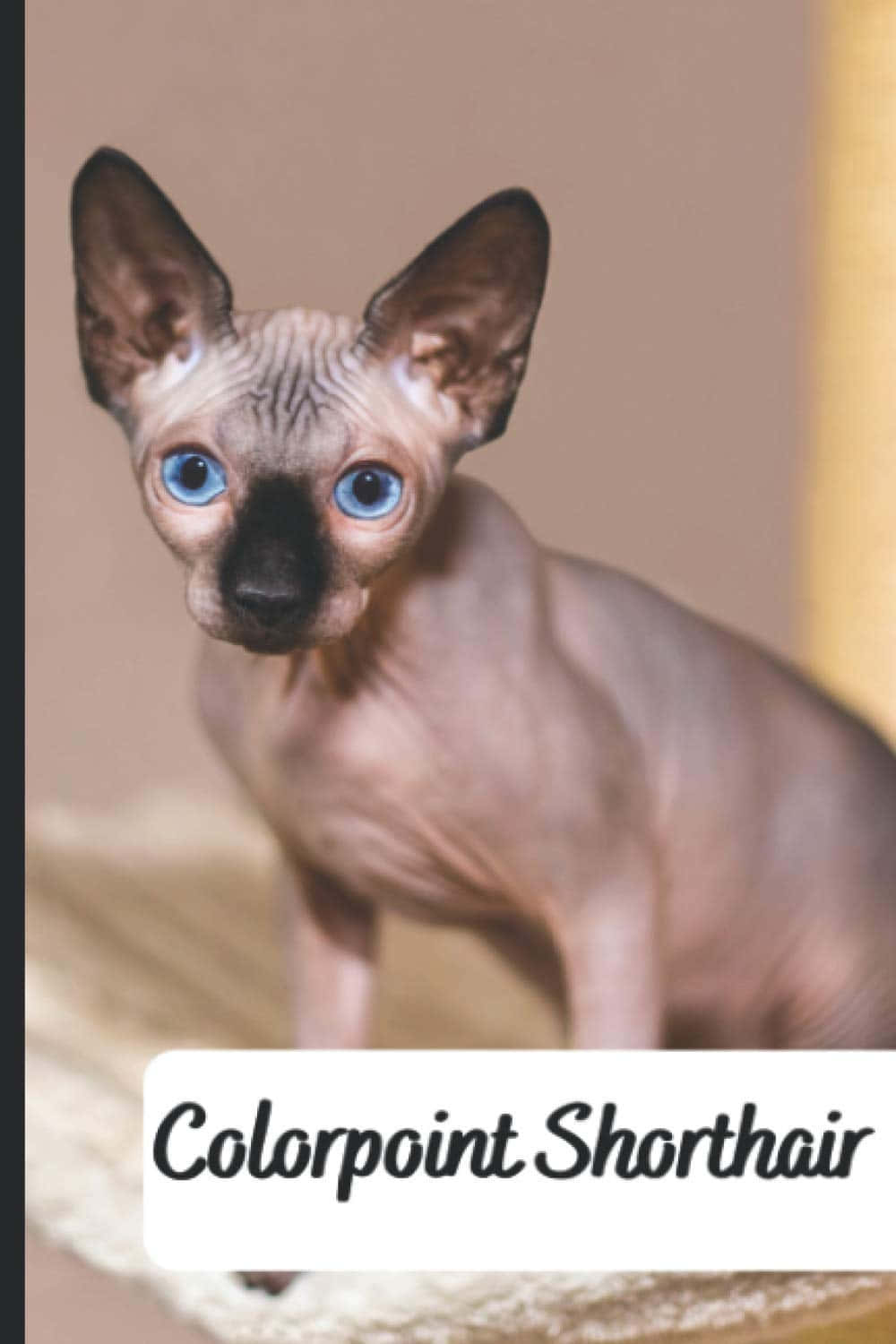 Colorpoint Shorthair 桌布 壁紙 — 一隻無毛的斯芬克斯貓，擁有引人注目的藍色眼睛和粉紅色皮膚，警覺地坐在柔軟的表面上，背景是溫暖的米色。