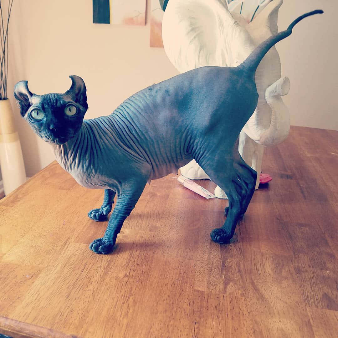Elf Cat 桌布 壁紙 — 一隻無毛的斯芬克斯貓，擁有引人注目的藍灰色皮膚和大耳朵，警覺地站在室內的木桌上。