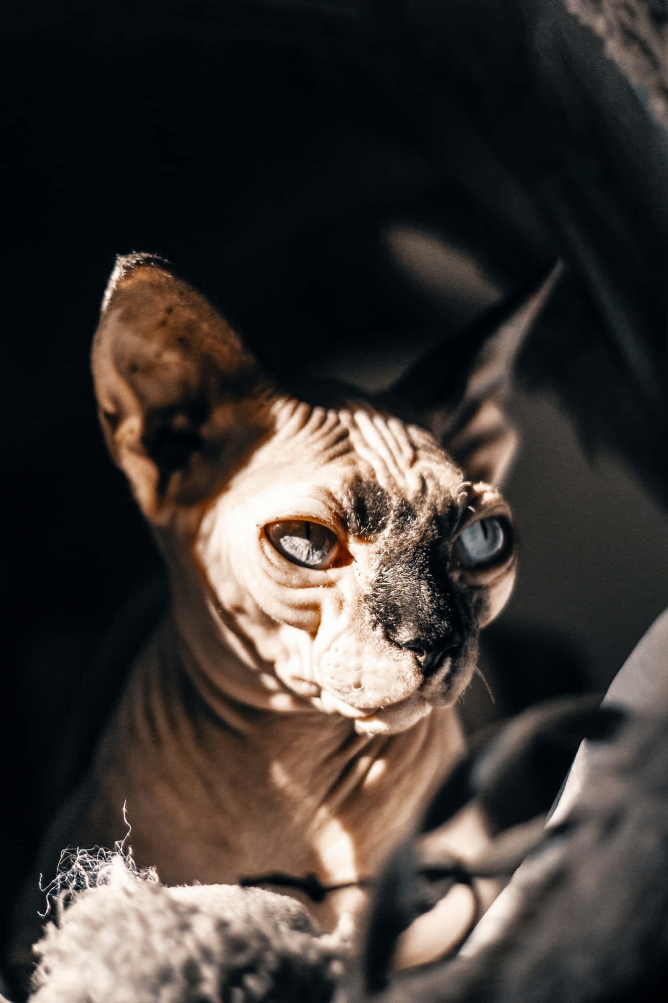 Sphynx 桌布 壁紙 — 一隻無毛的斯芬克斯貓，擁有引人注目的藍色眼睛，在黑暗模糊的背景前凝視著。