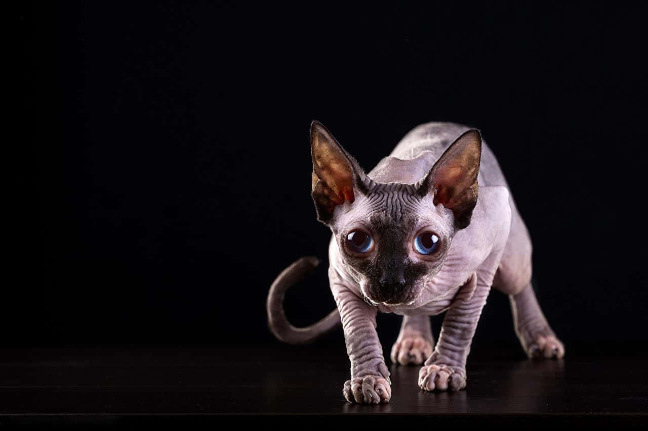 Sphynx 桌布 壁紙 — 一隻無毛的斯芬克斯貓，擁有引人注目的藍色眼睛，警覺地蹲伏在純黑色背景前。