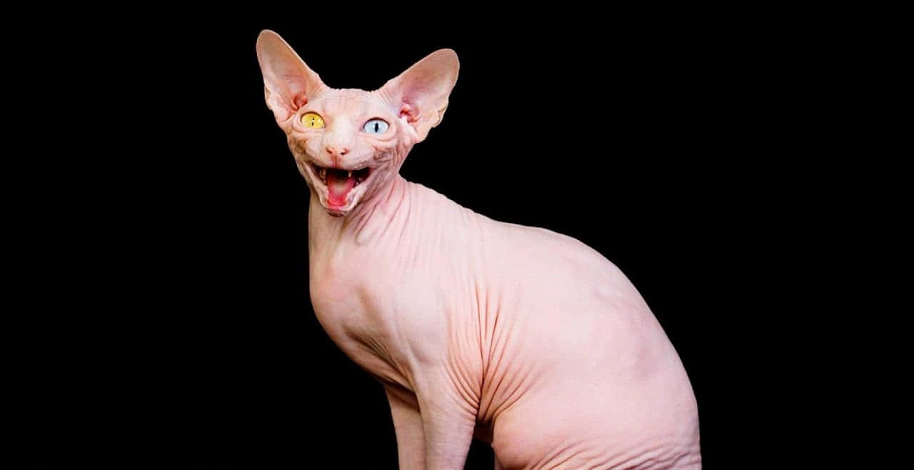 Ugly Cat 桌布 壁紙 — 一隻無毛的斯芬克斯貓，擁有異色瞳和張嘴的笑容，在黑色背景前擺姿勢。