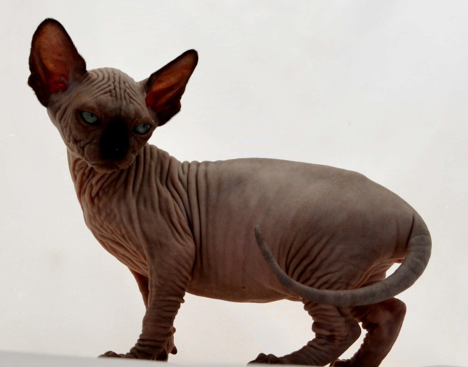 Canadian Sphynx 桌布 壁紙 — 一隻無毛的斯芬克斯貓，擁有皺紋灰色皮膚和引人注目的藍色眼睛，警覺地站在純白色背景前。