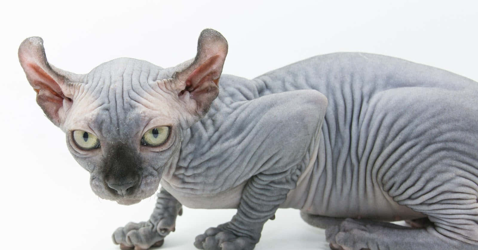 Elf Cat 桌布 壁紙 — 一隻無毛的斯芬克斯貓，擁有皺褶的灰色皮膚和大耳朵，警覺地蹲伏在純白背景前。