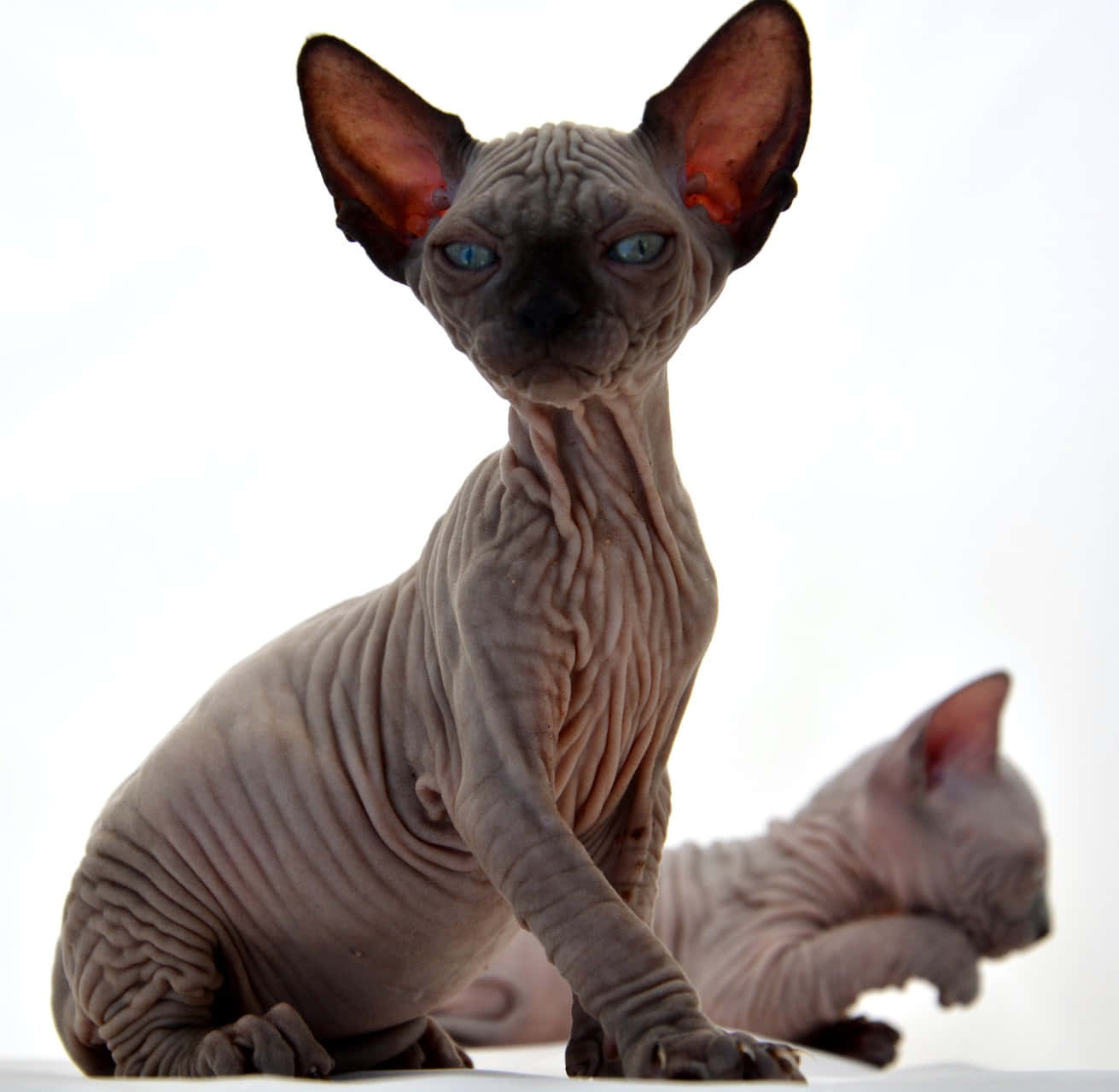 Canadian Sphynx 桌布 壁紙 — 一隻無毛的斯芬克斯貓，擁有皺褶的灰色皮膚和明亮的藍色眼睛，警覺地坐在純白色背景前，身後有另一隻貓模糊不清。