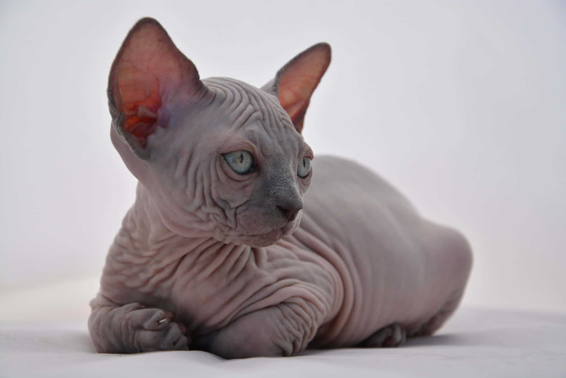 Canadian Sphynx 桌布 壁紙 — 一隻無毛的斯芬克斯貓，擁有皺褶的灰色皮膚和引人注目的藍色眼睛，平靜地躺在白色表面上。
