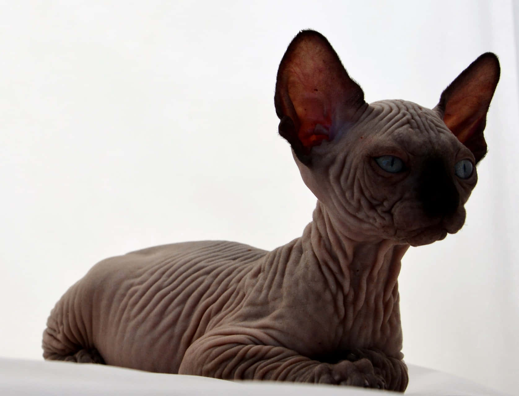 Canadian Sphynx 桌布 壁紙 — 一隻無毛的斯芬克斯貓，擁有皺褶的灰色皮膚和引人注目的藍色眼睛，平靜地躺在純白色背景上。