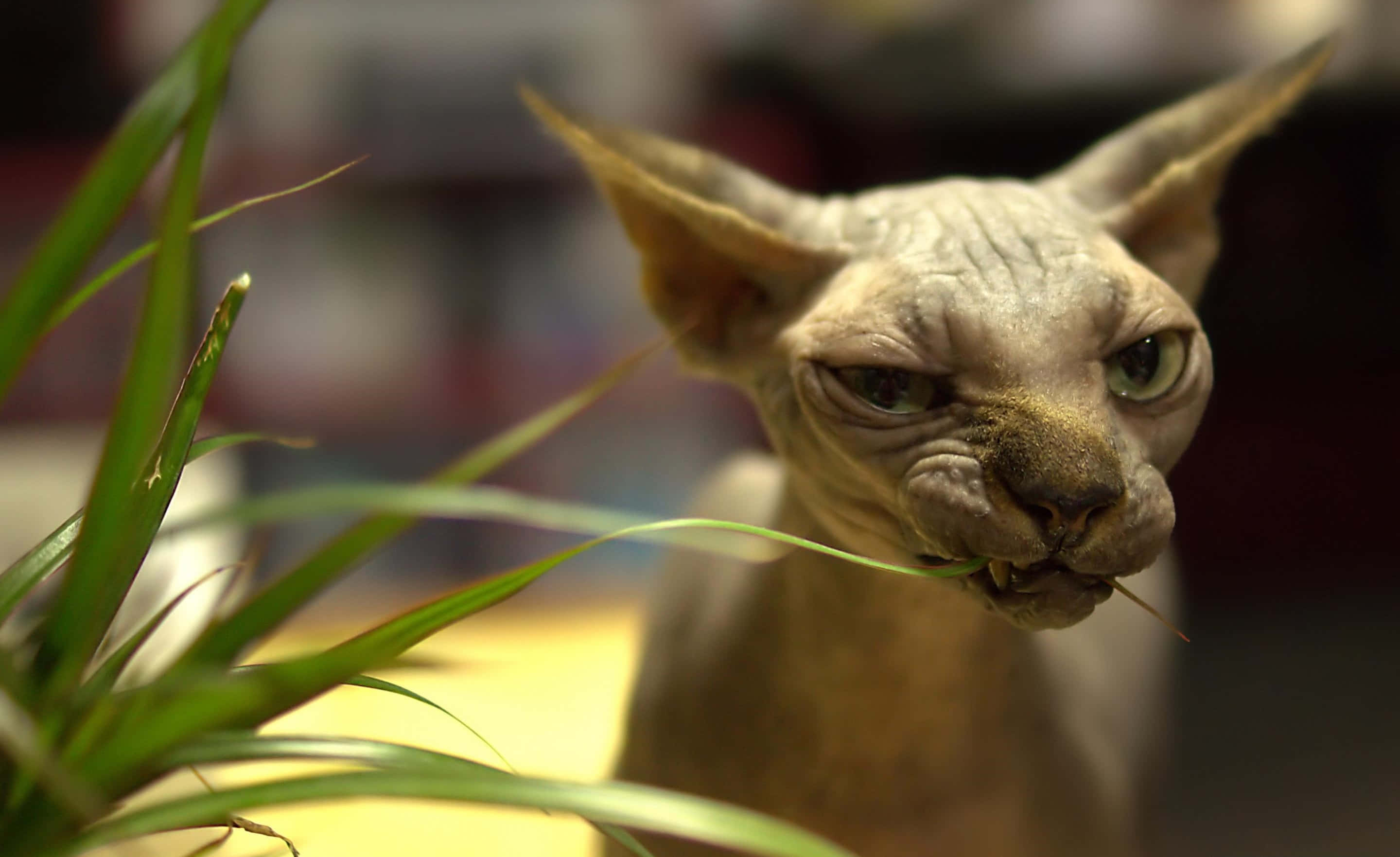 Sphynx 桌布 壁紙 — 一隻無毛的斯芬克斯貓，有大耳朵和綠色眼睛，嘴裡叼著一片草葉，旁邊有一棵綠色植物。