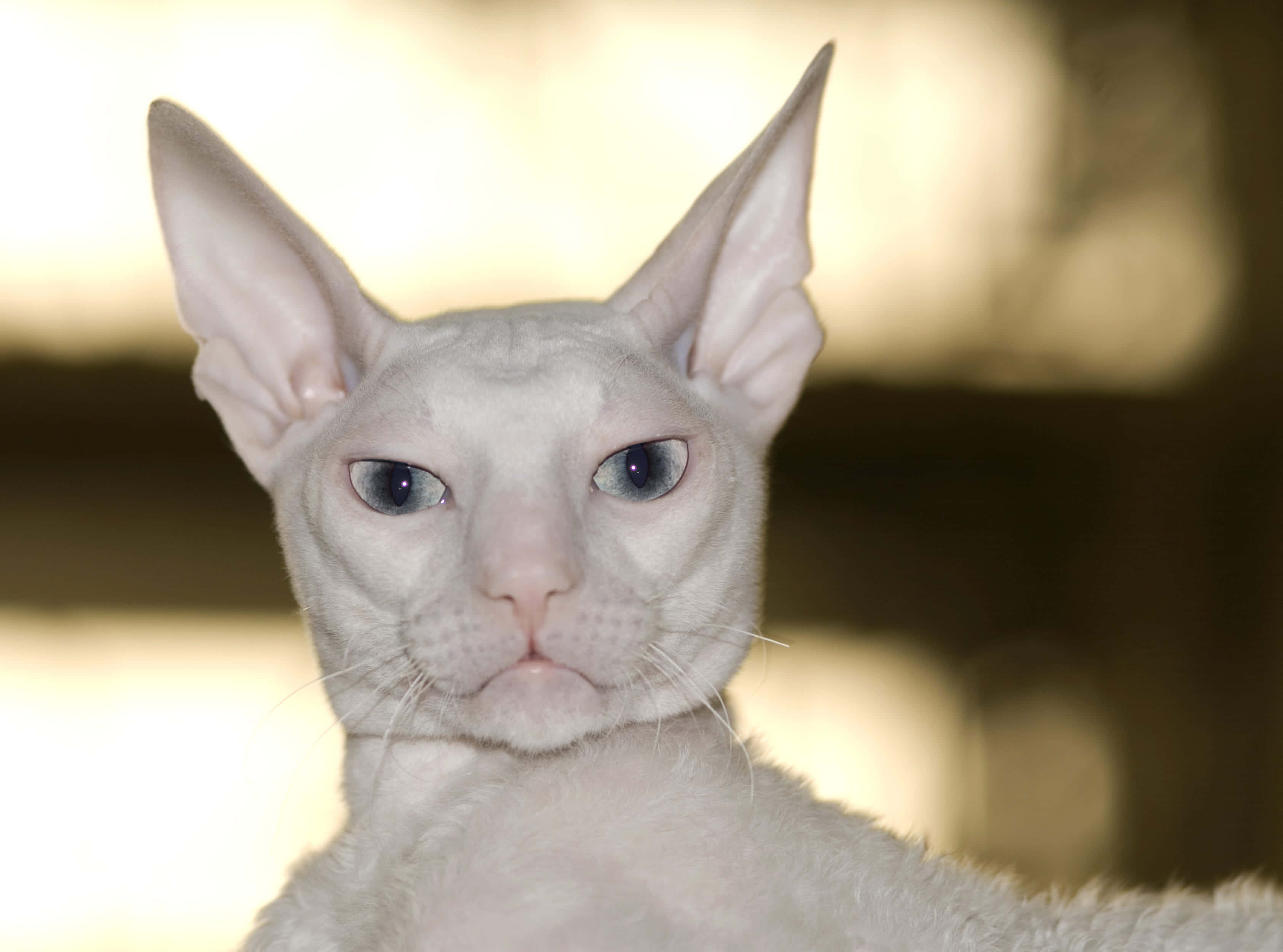 Cornish Rex 桌布 壁紙 — 一隻無毛的斯芬克斯貓，有大耳朵和藍色眼睛，在柔和模糊的金色背景下直視鏡頭的特寫。