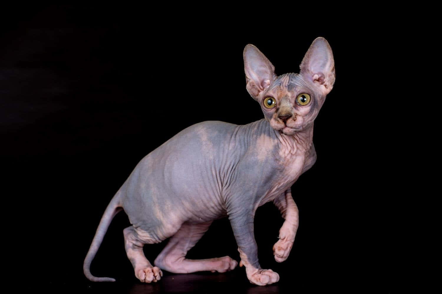 Canadian Sphynx 桌布 壁紙 — 一隻無毛的斯芬克斯貓，有大耳朵和綠色眼睛，在純黑色背景前警覺地站立。