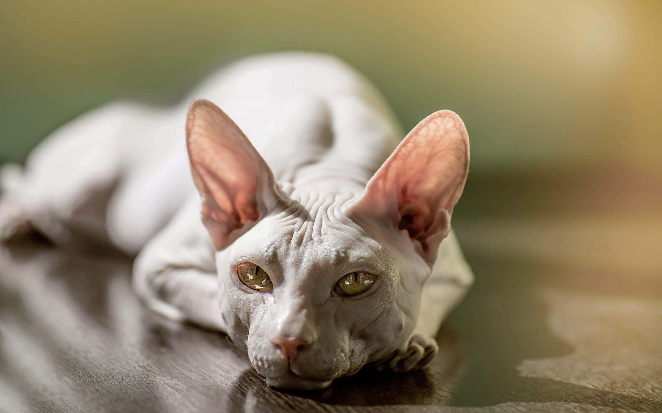 Sphynx 桌布 壁紙 — 一隻無毛的斯芬克斯貓，有大耳朵和金色眼睛，平靜地躺在木質表面上。