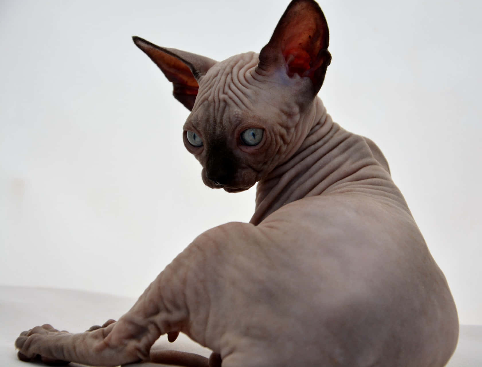 Canadian Sphynx 桌布 壁紙 — 一隻無毛的斯芬克斯貓，有大耳朵和引人注目的藍眼睛，靜靜地坐在純白色背景前。