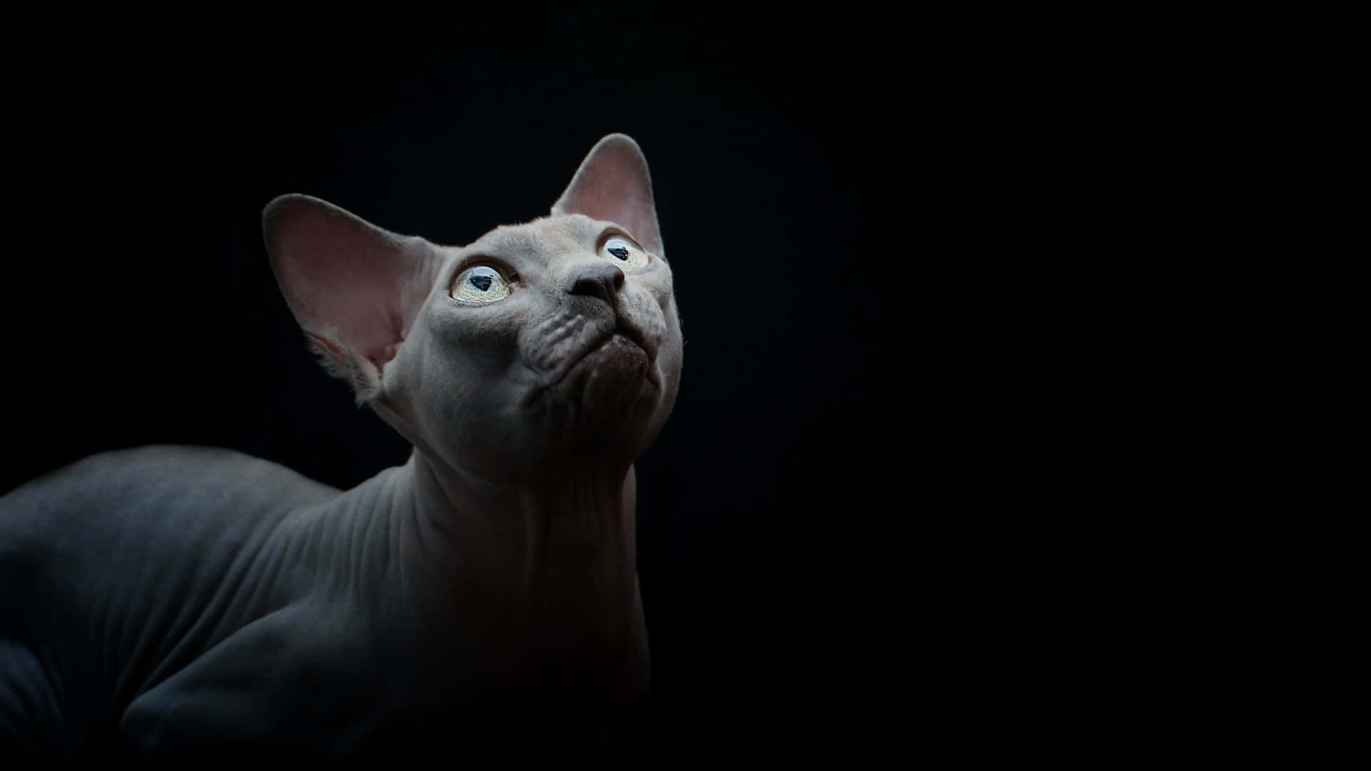 Sphynx 桌布 壁紙 — 一隻無毛的斯芬克斯貓，有大耳朵和明亮的眼睛，在純黑背景下向上凝視。