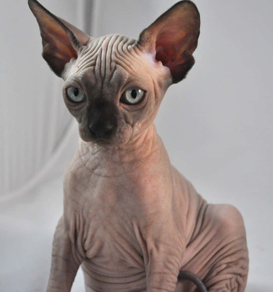 Canadian Sphynx 桌布 壁紙 — 一隻無毛的斯芬克斯貓，有大耳朵和引人注目的藍眼睛，平靜地坐在純白色背景前。
