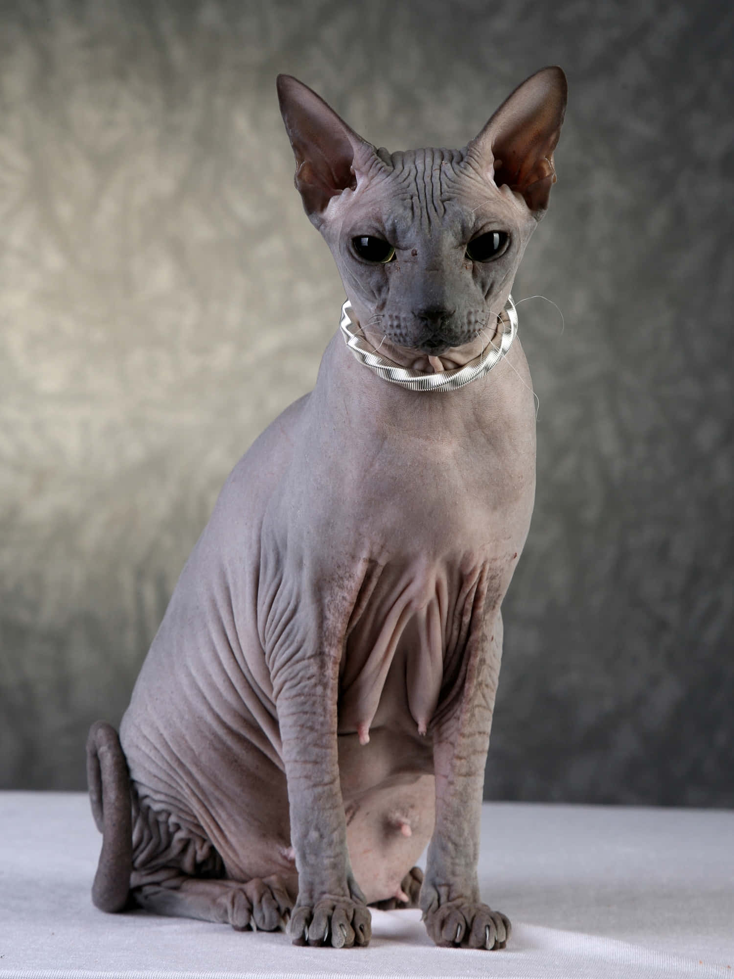 Sphynx 桌布 壁紙 — 一隻無毛的斯芬克斯貓，有大耳朵和深色眼睛，優雅地坐在白色表面上，背景是帶有紋理的灰色。