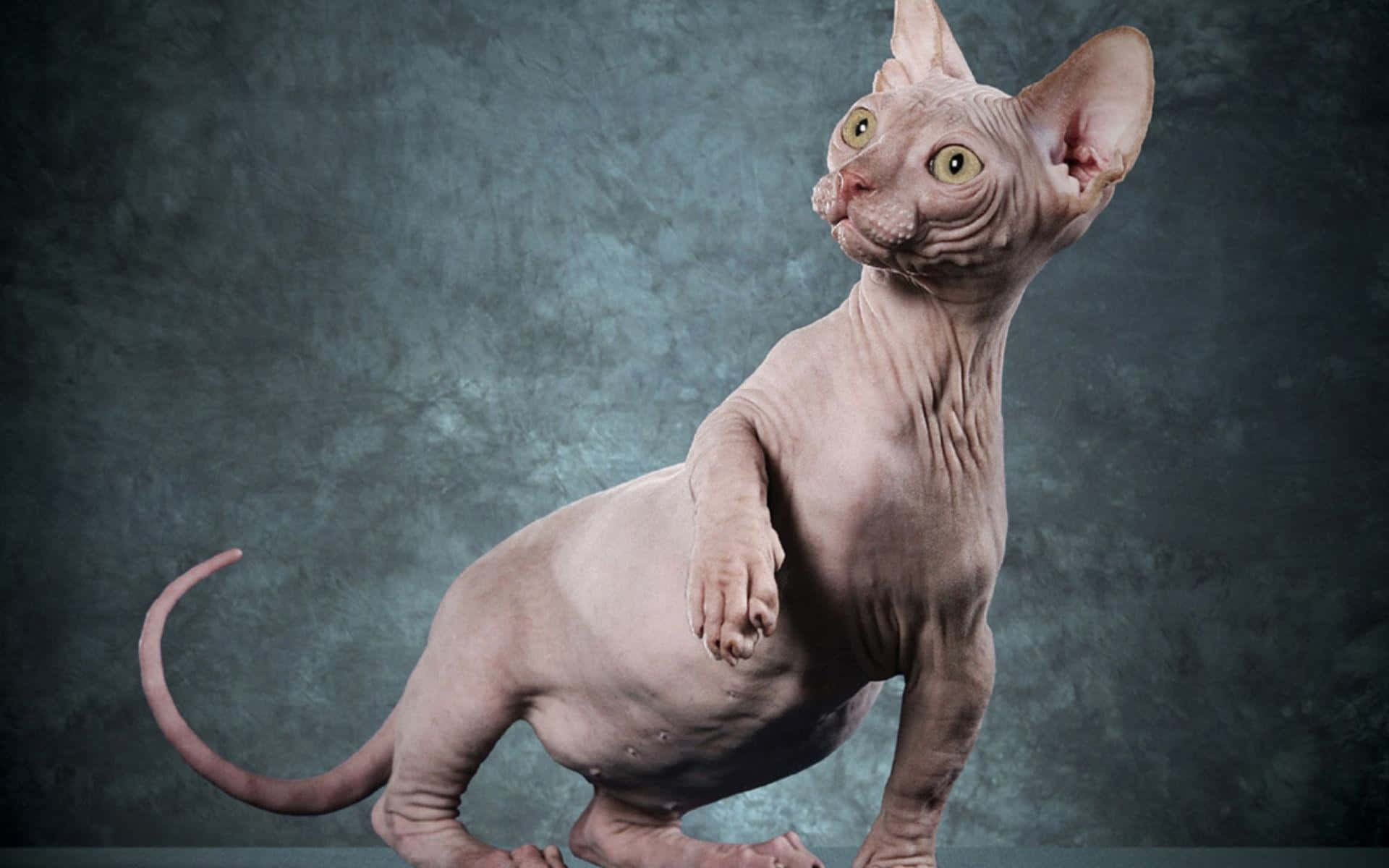 Sphynx 桌布 壁紙 — 一隻無毛的斯芬克斯貓，有大耳朵和綠色眼睛，警覺地站在有紋理的青綠色背景前。
