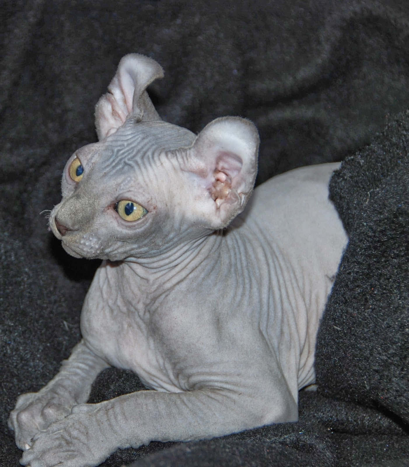 Elf Cat 桌布 壁紙 — 一隻無毛的斯芬克斯貓，有大耳朵和黃色眼睛，在深色有紋理的毯子上休息。